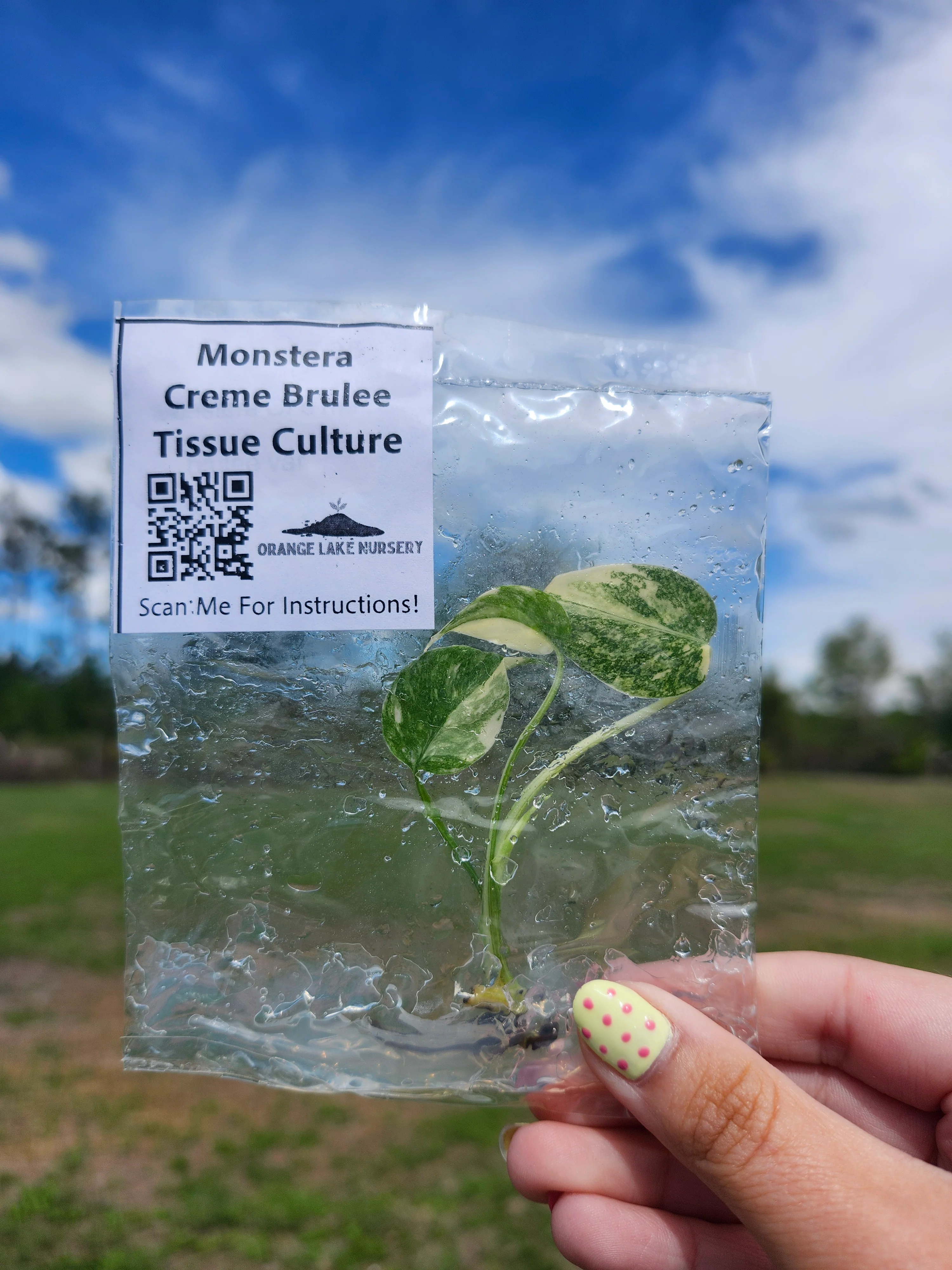 Monstera Creme Brulee Tissue Culture - Image 3