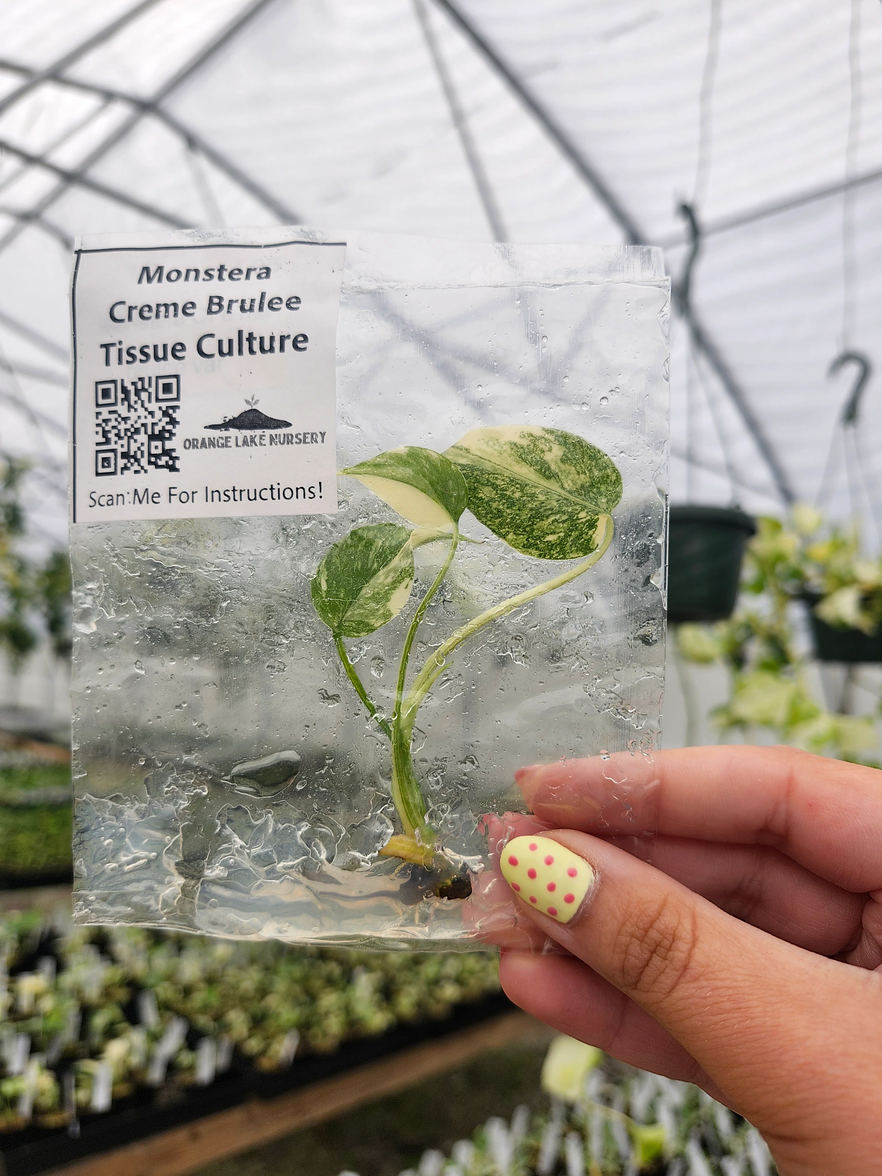 Monstera Creme Brulee Tissue Culture - Image 4