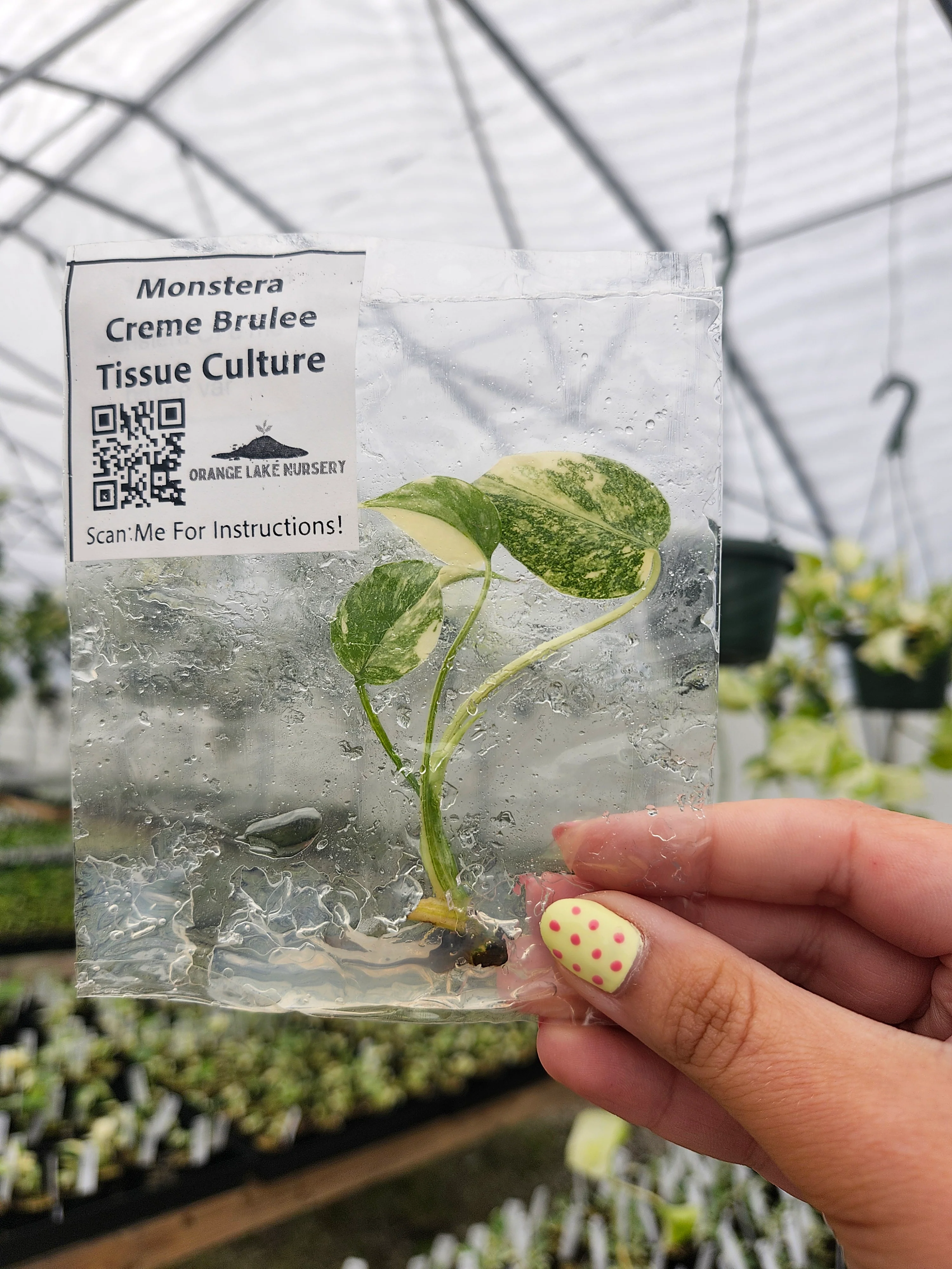Monstera Creme Brulee Tissue Culture - Image 5