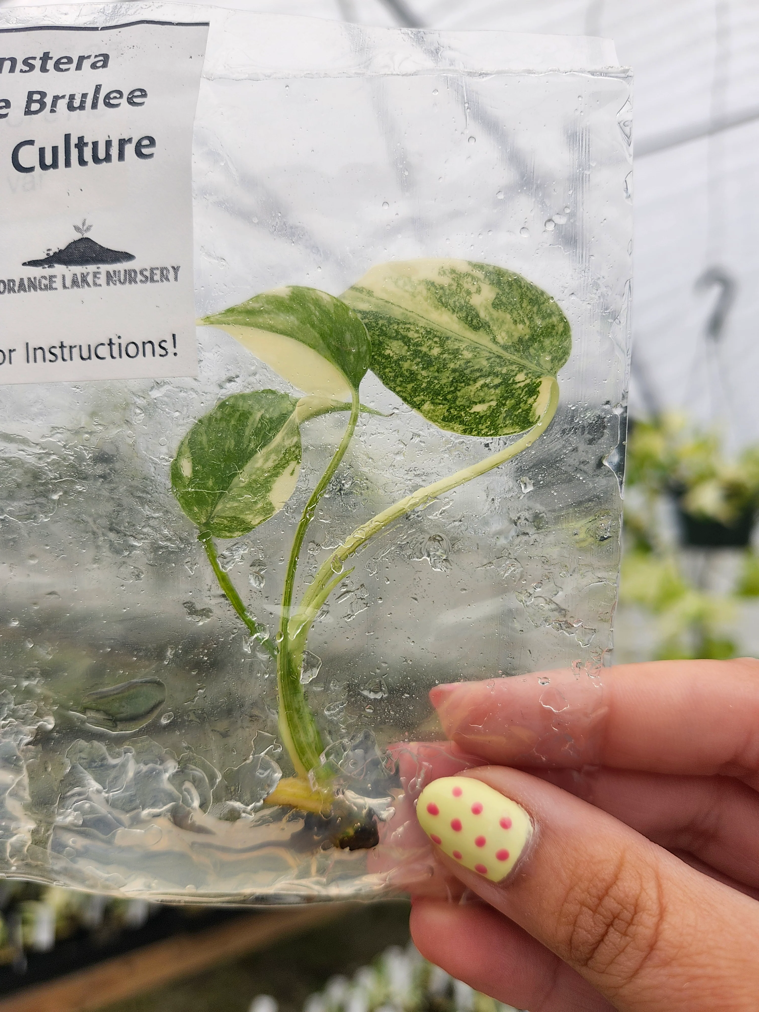Monstera Creme Brulee Tissue Culture - Image 6