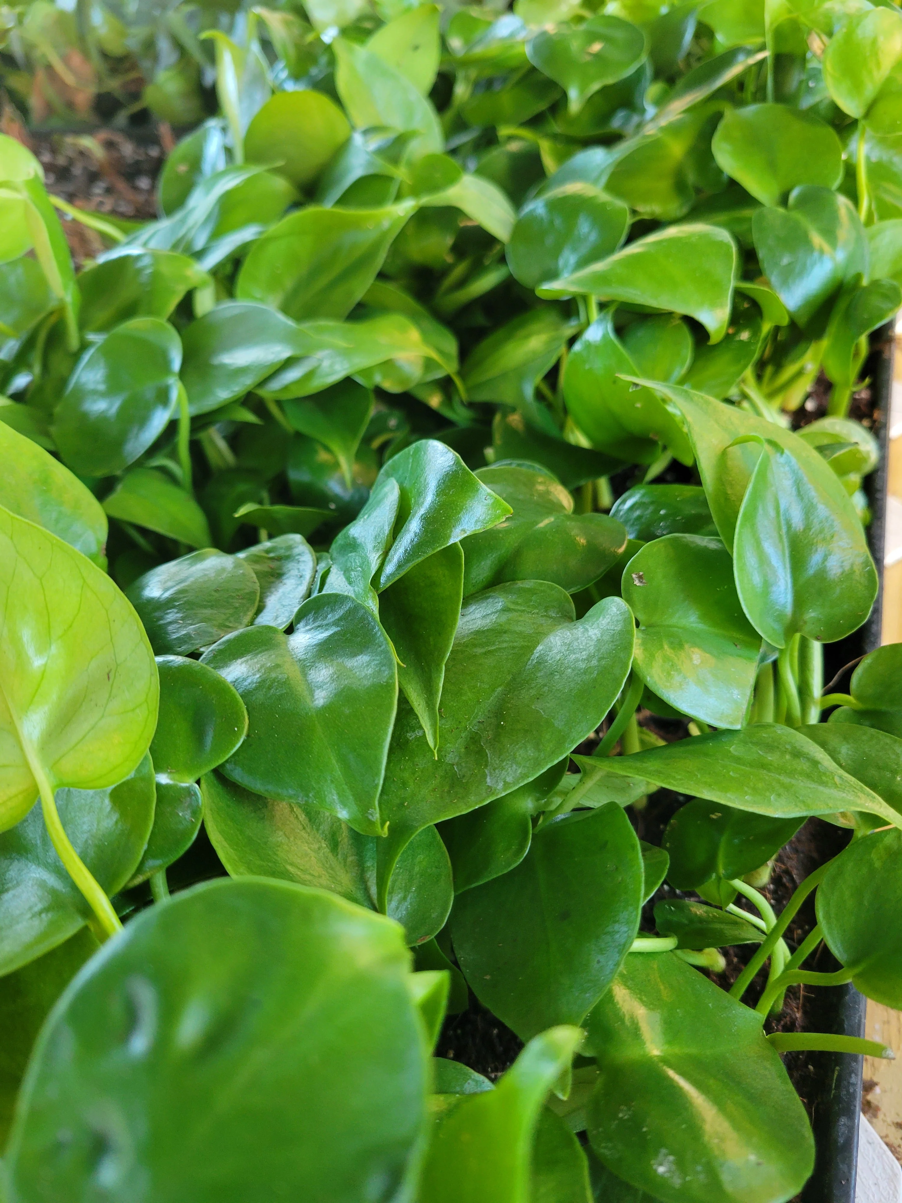 Monstera Deliciosa - Image 4