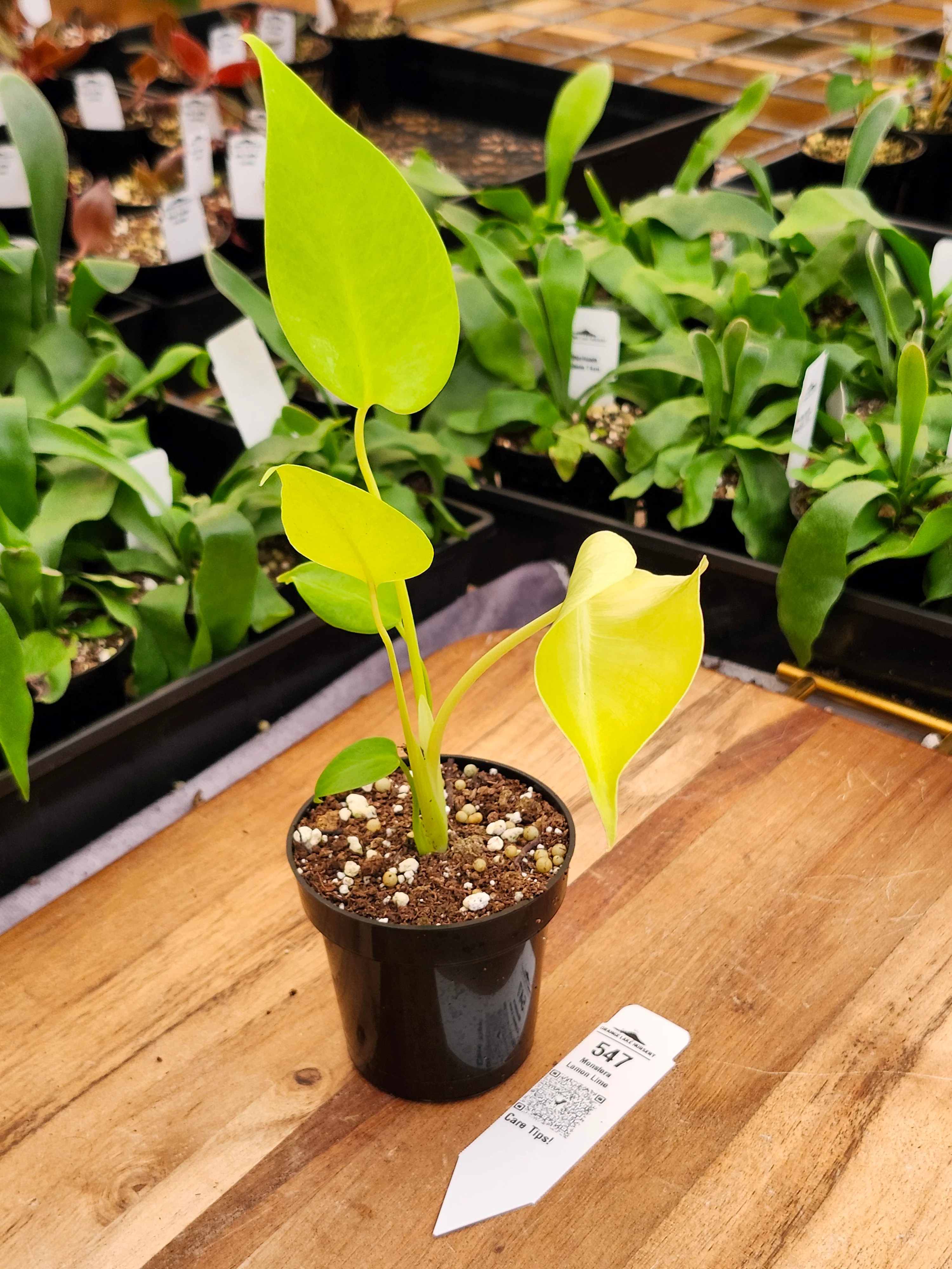 Monstera Deliciosa Lemon Lime (3in)-547 - Image 2