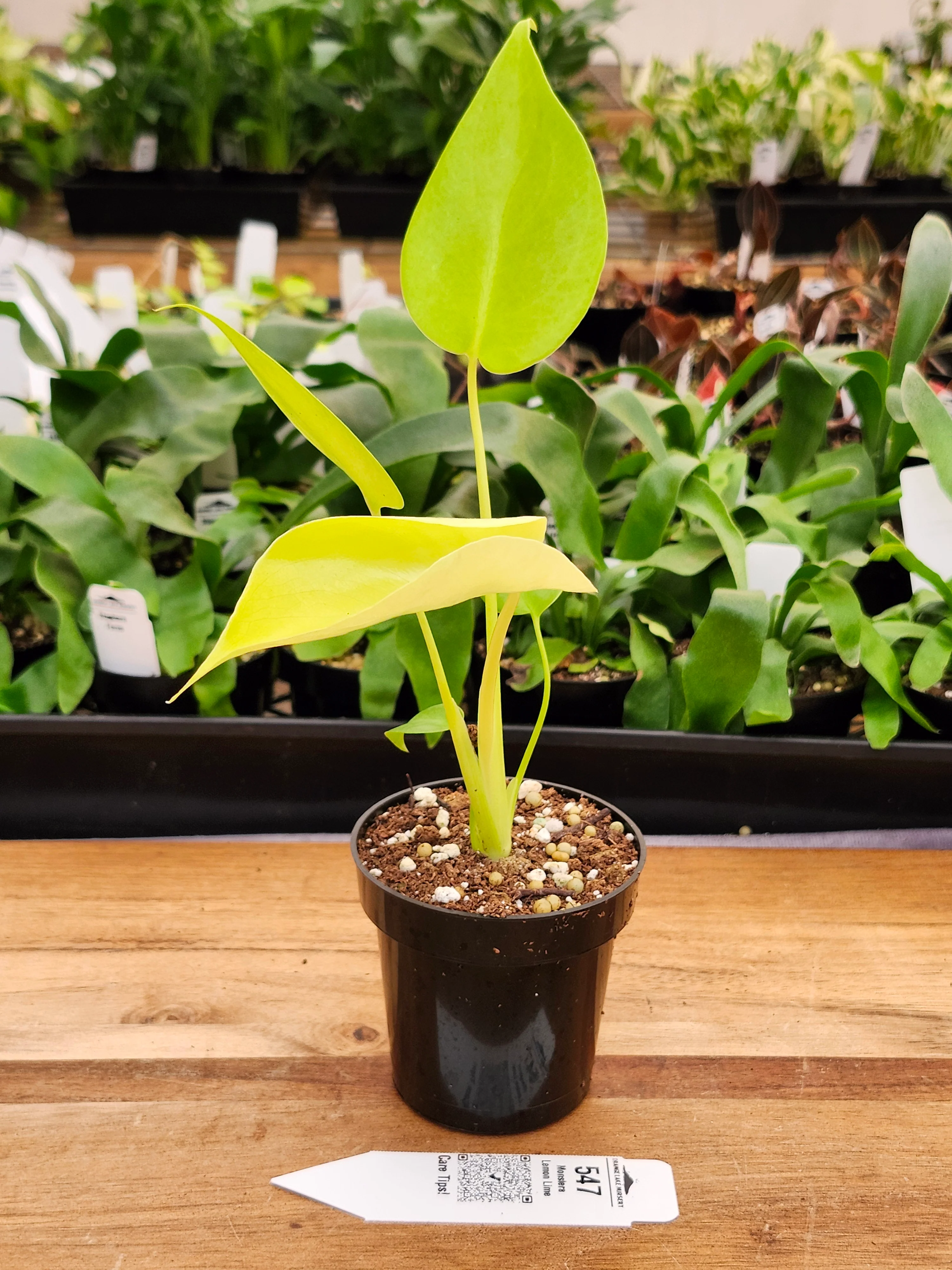 Monstera Deliciosa Lemon Lime (3in)-547 - Image 3