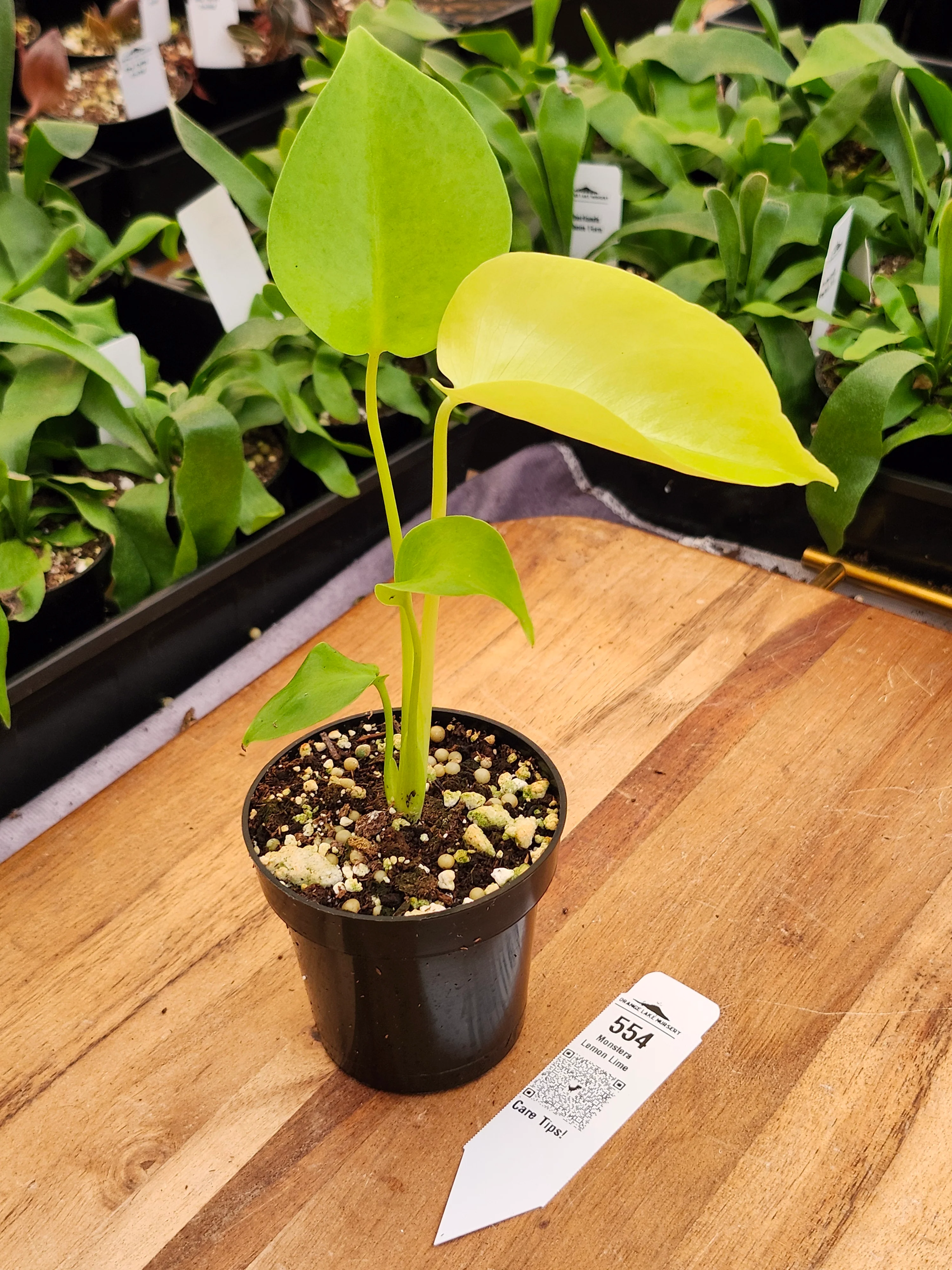 Monstera Deliciosa Lemon Lime (3in)-554 - Image 2