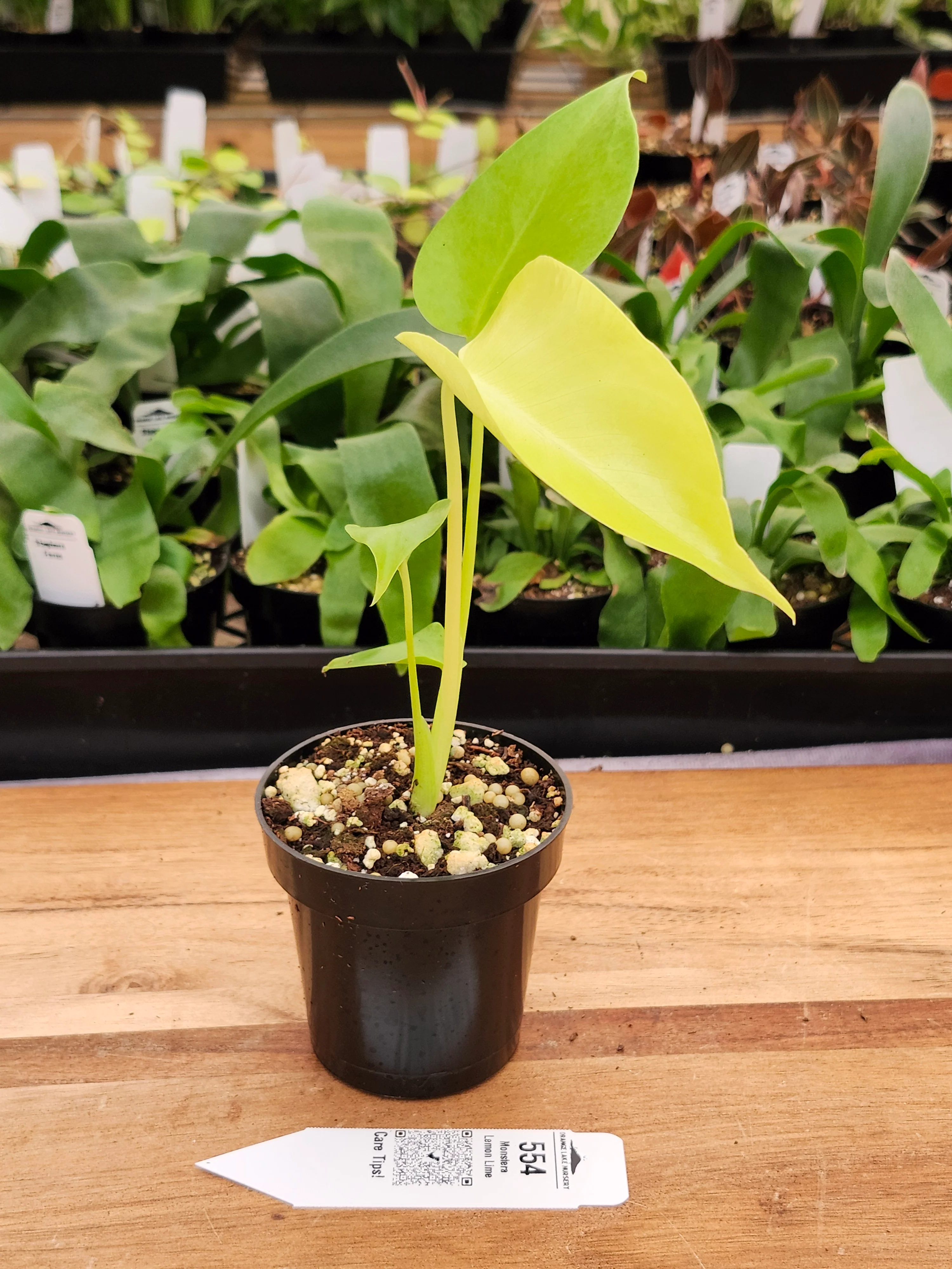 Monstera Deliciosa Lemon Lime (3in)-554 - Image 3