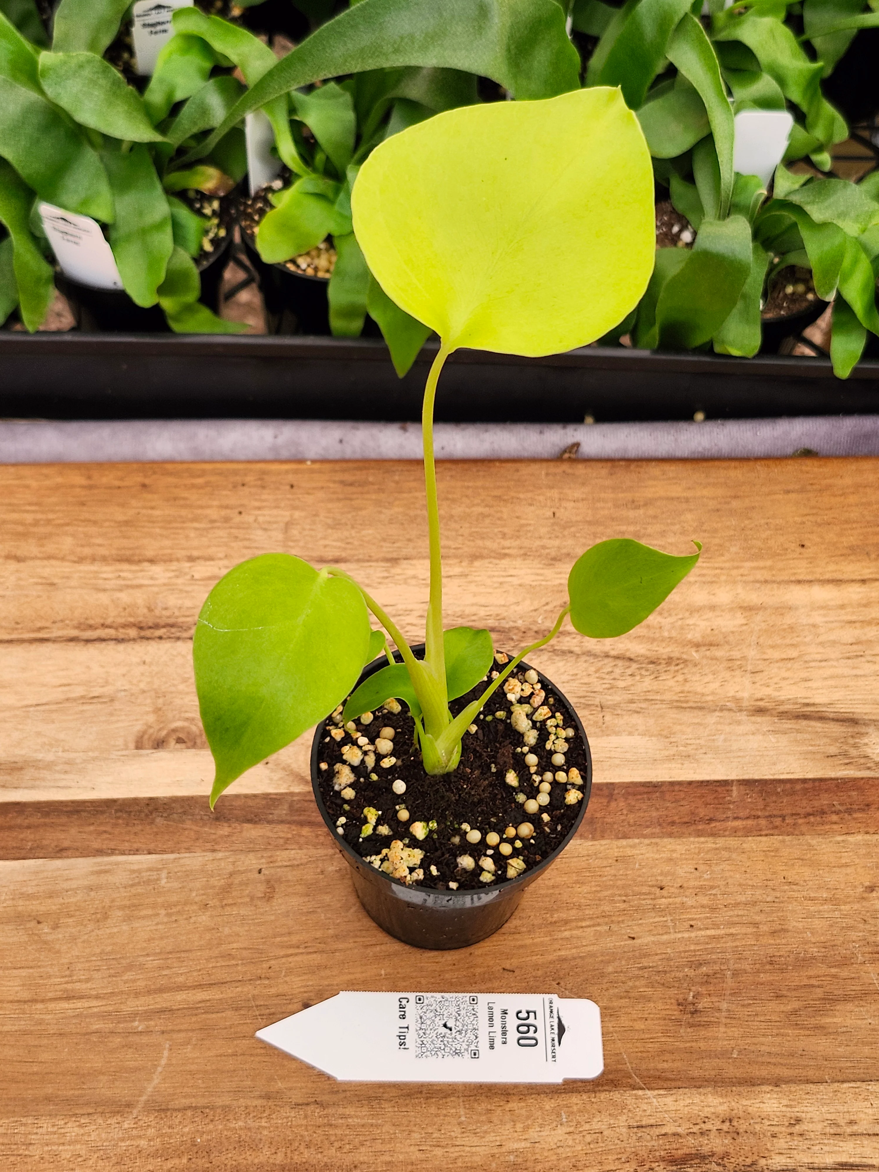 Monstera Deliciosa Lemon Lime (3in)-560