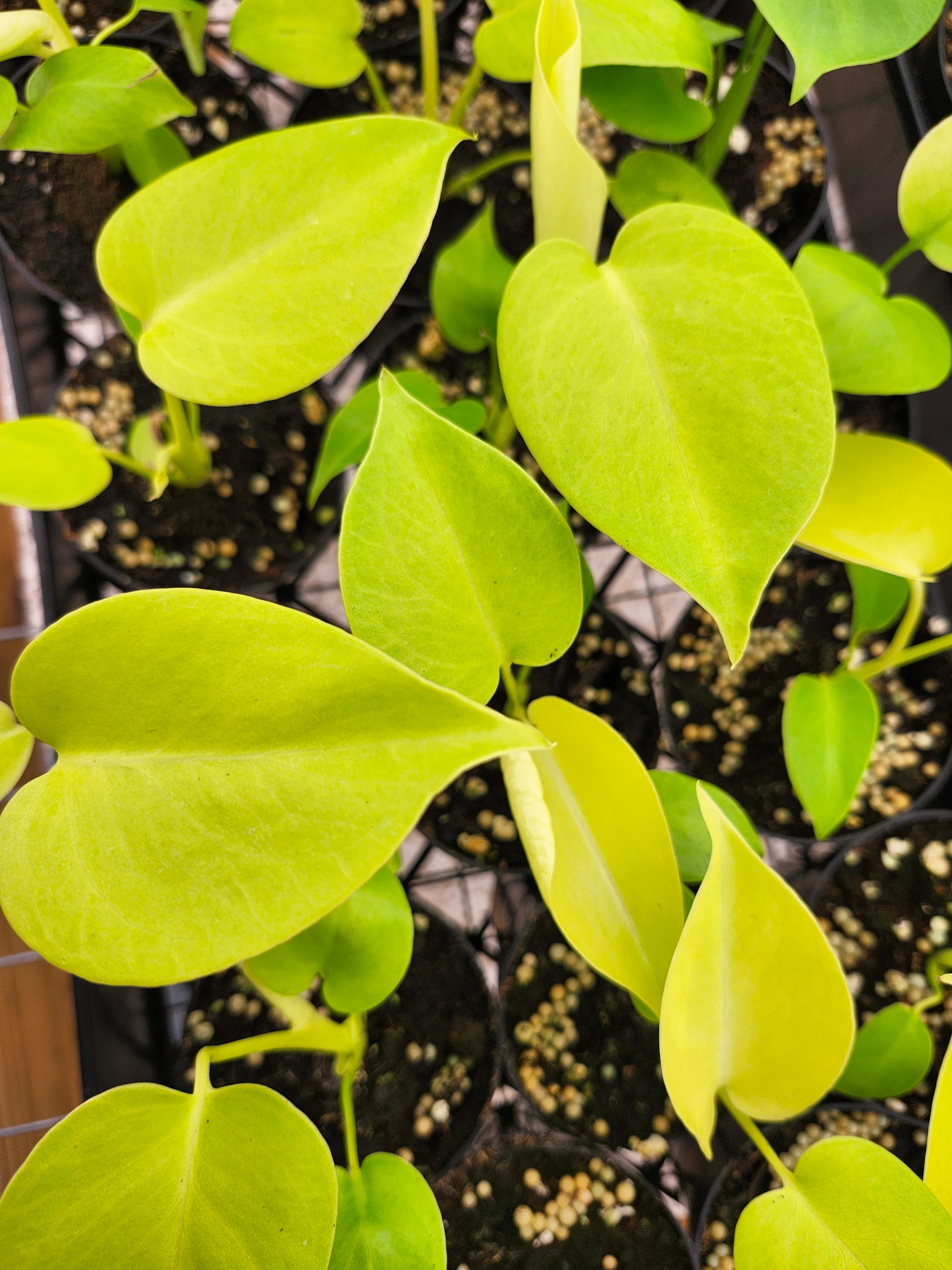 Monstera Deliciosa Lemon Lime (3in)-Growers Choice - Image 4