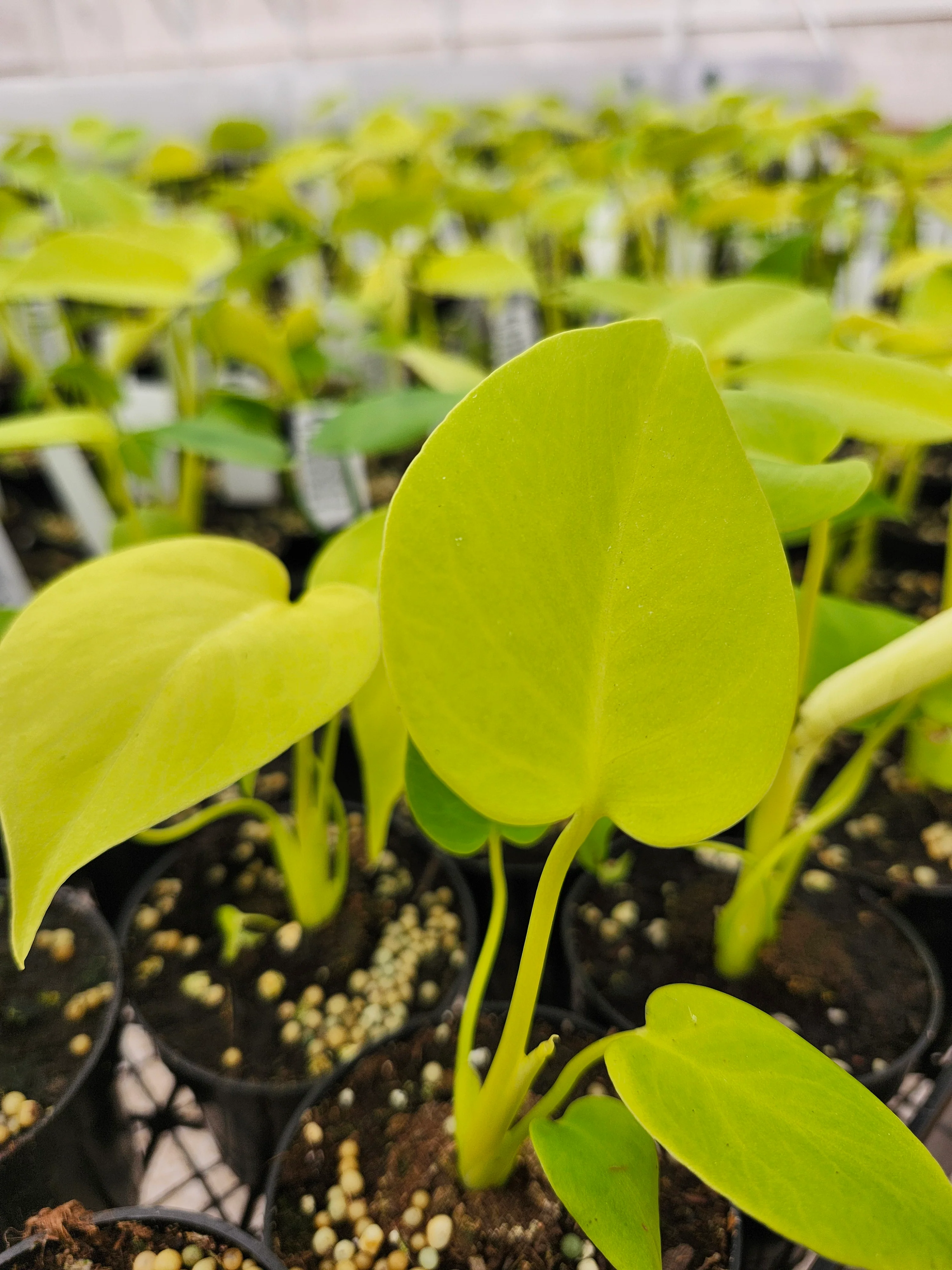 Monstera Deliciosa Lemon Lime (3in)-Growers Choice - Image 5