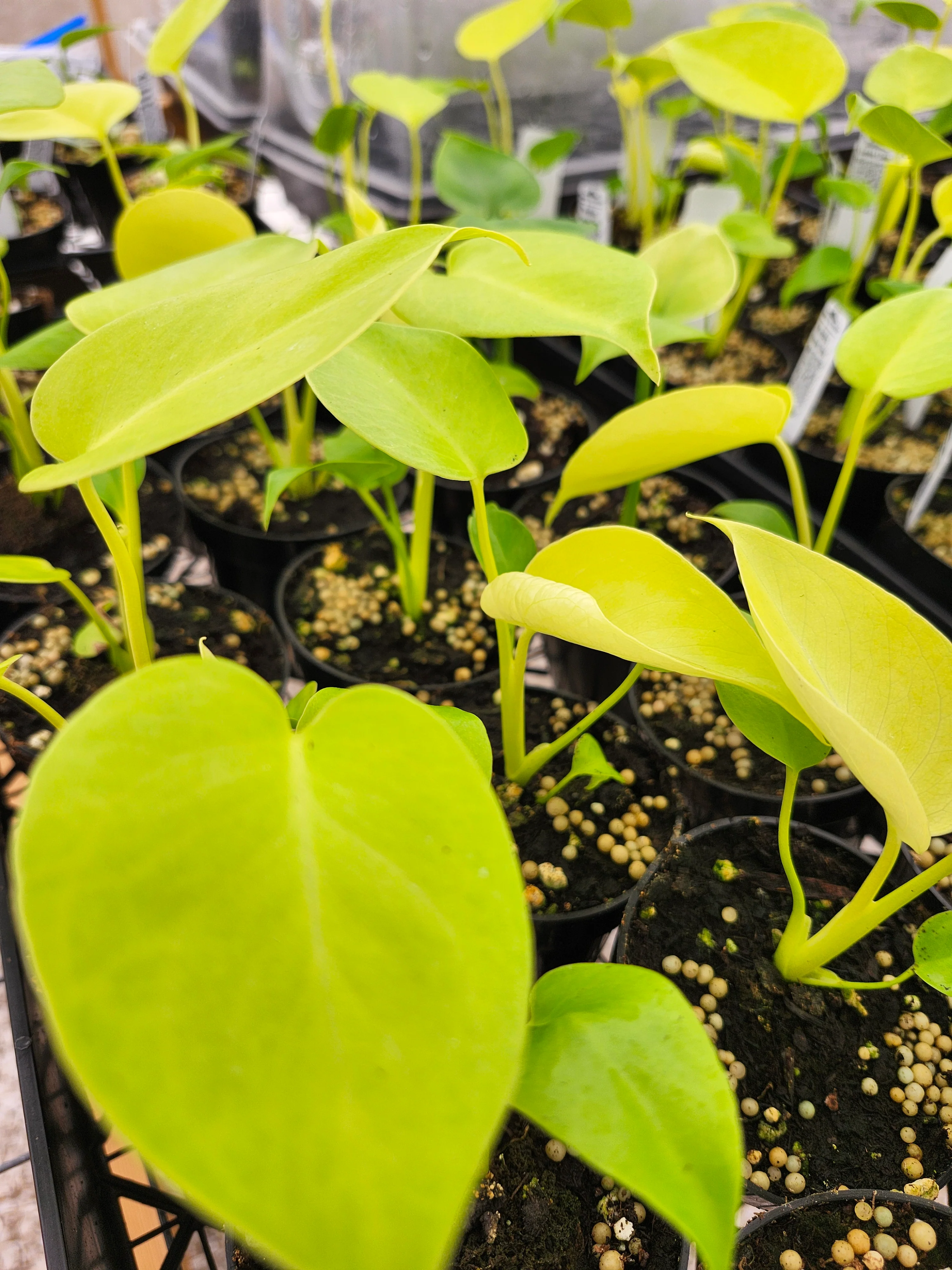 Monstera Deliciosa Lemon Lime (3in)-Growers Choice - Image 6