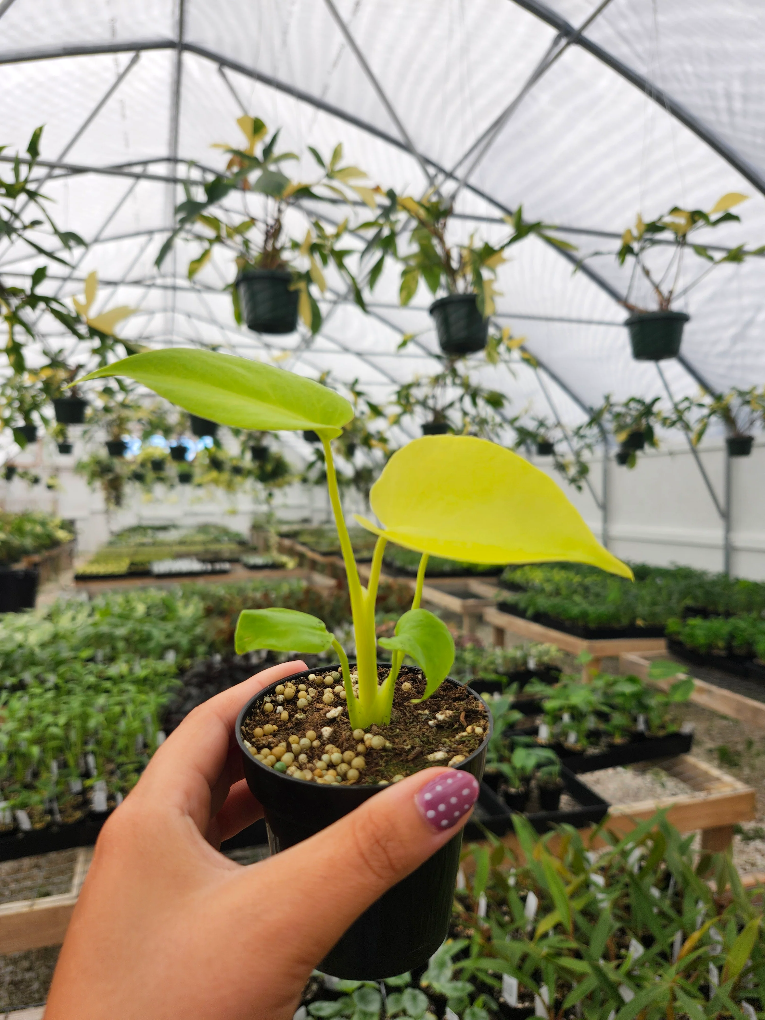 Monstera Deliciosa Lemon Lime (3in)-Growers Choice - Image 7