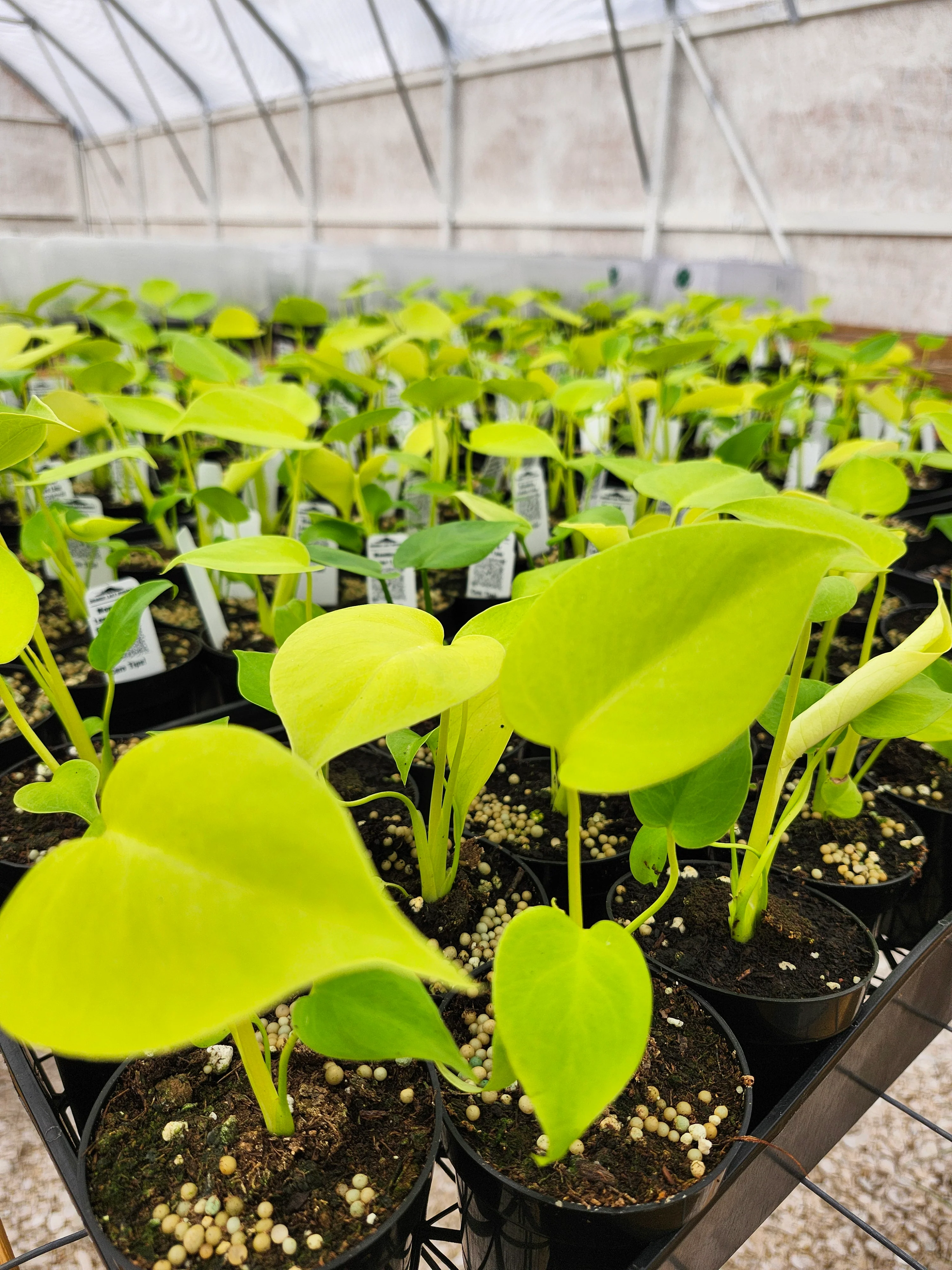 Monstera Deliciosa Lemon Lime (3in)-Growers Choice - Image 8