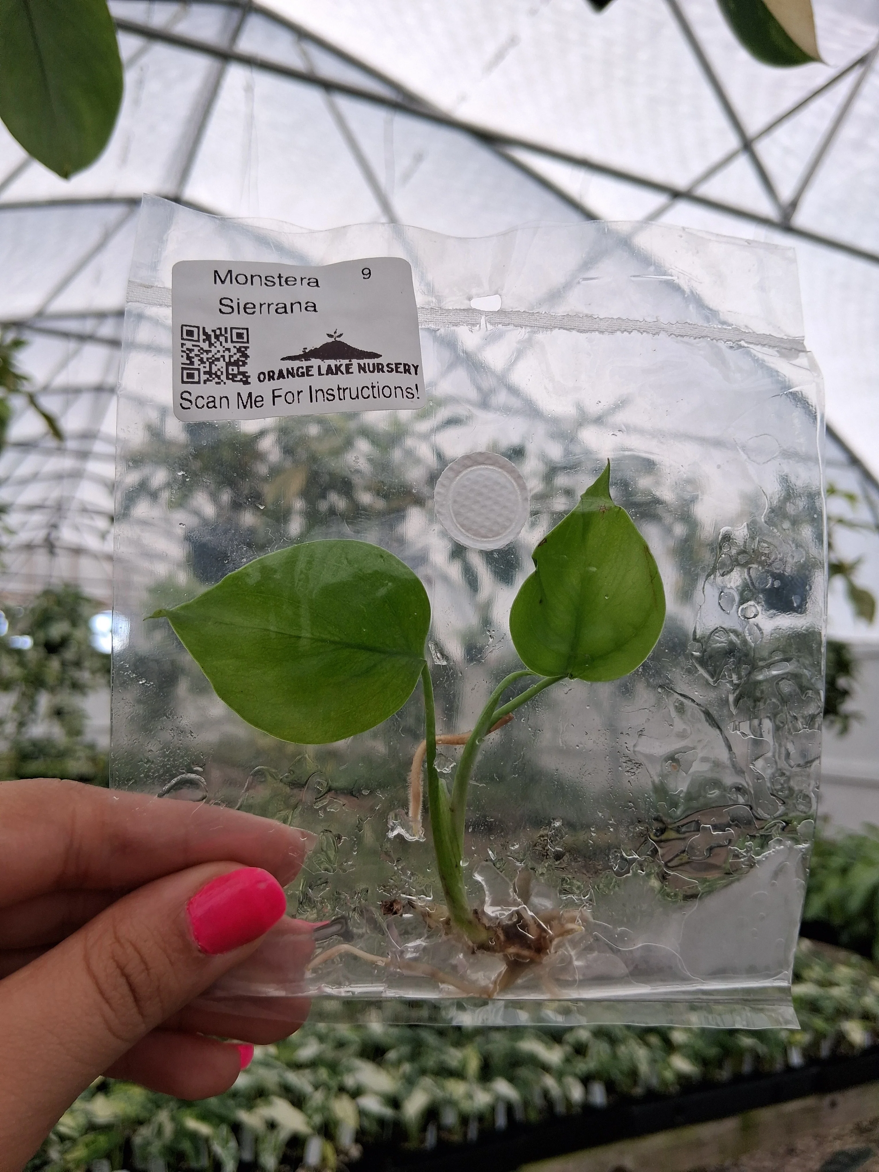 Monstera Deliciosa Sierrana Tissue Culture