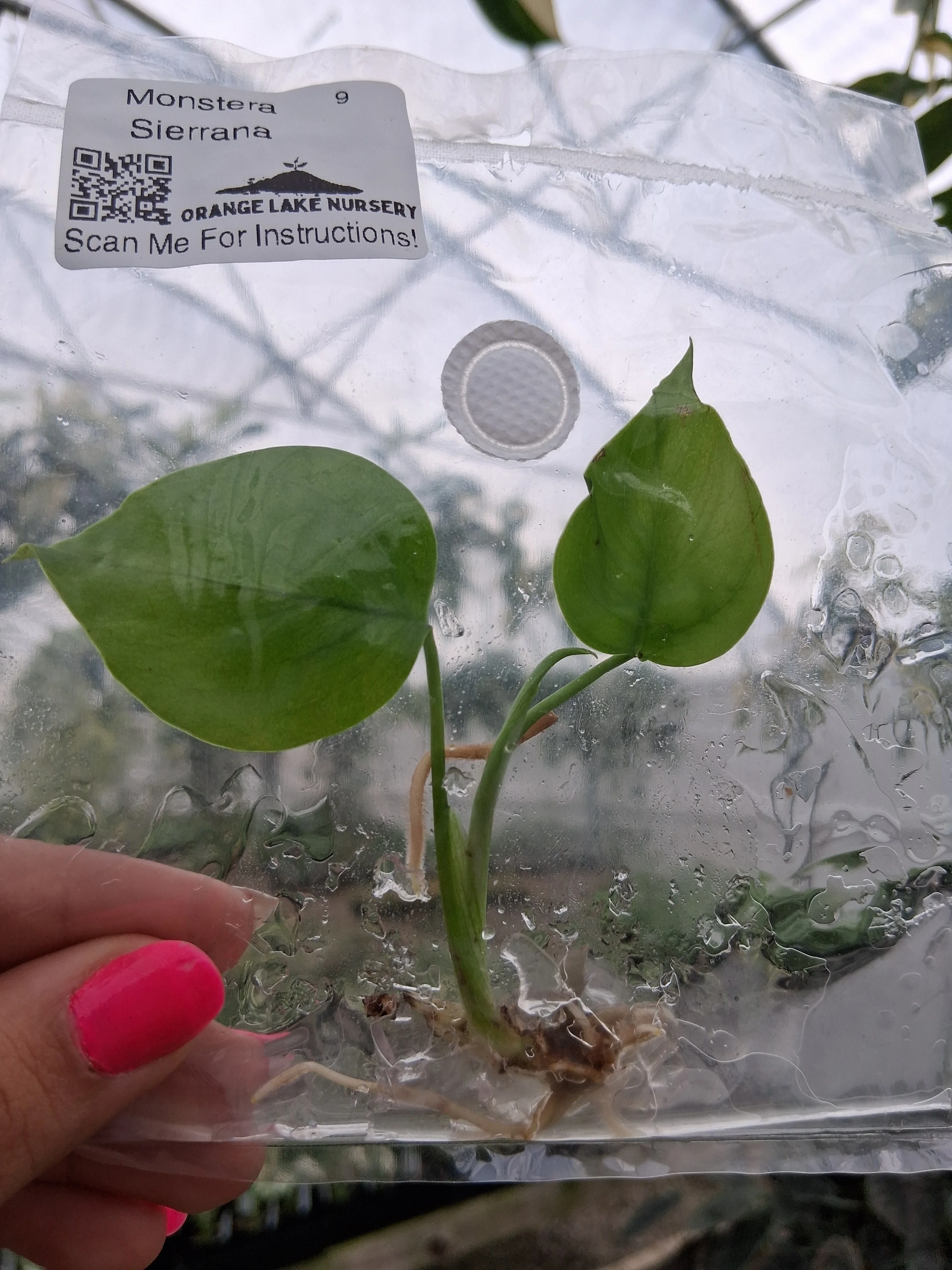Monstera Deliciosa Sierrana Tissue Culture - Image 2