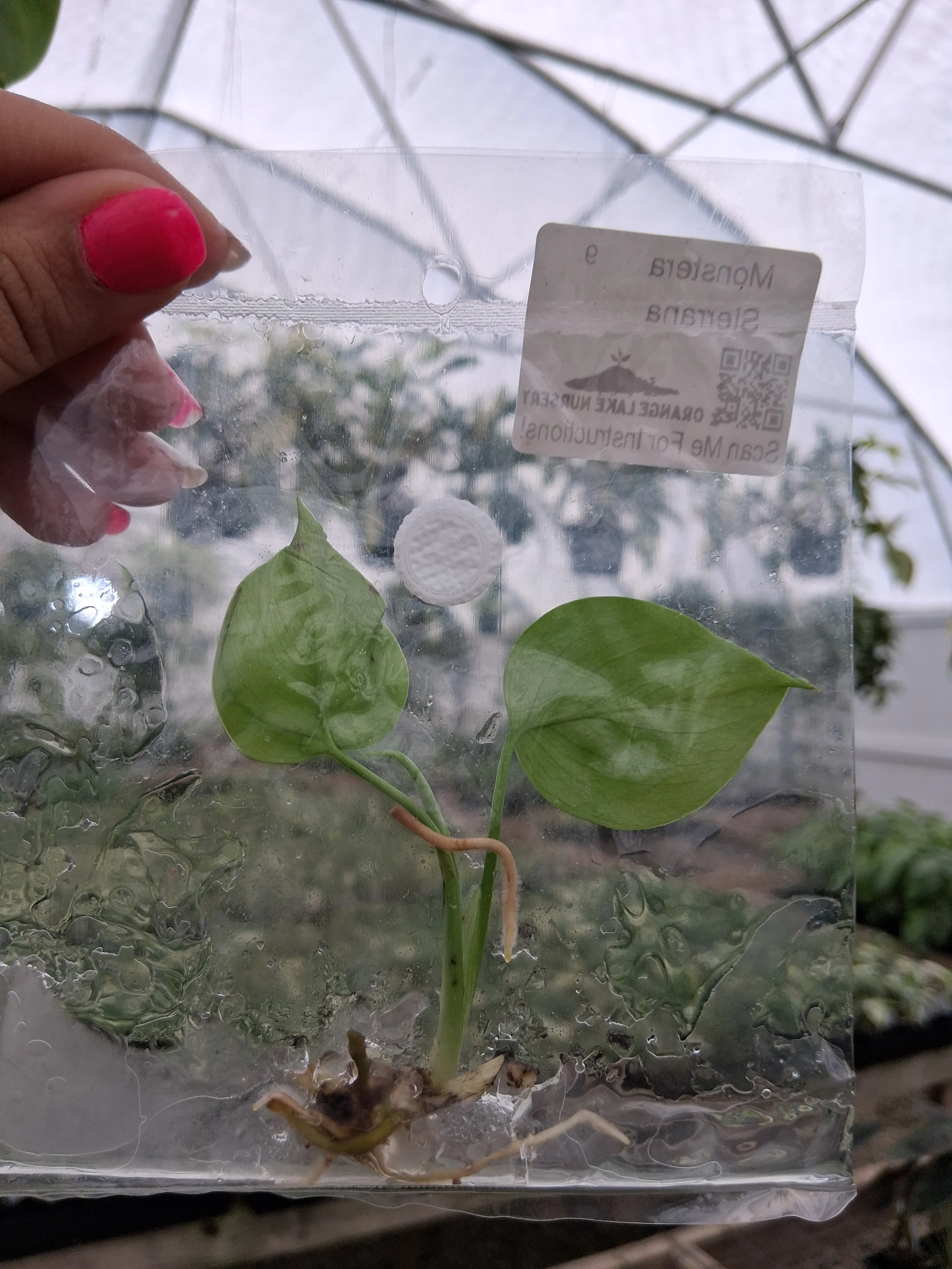 Monstera Deliciosa Sierrana Tissue Culture - Image 3