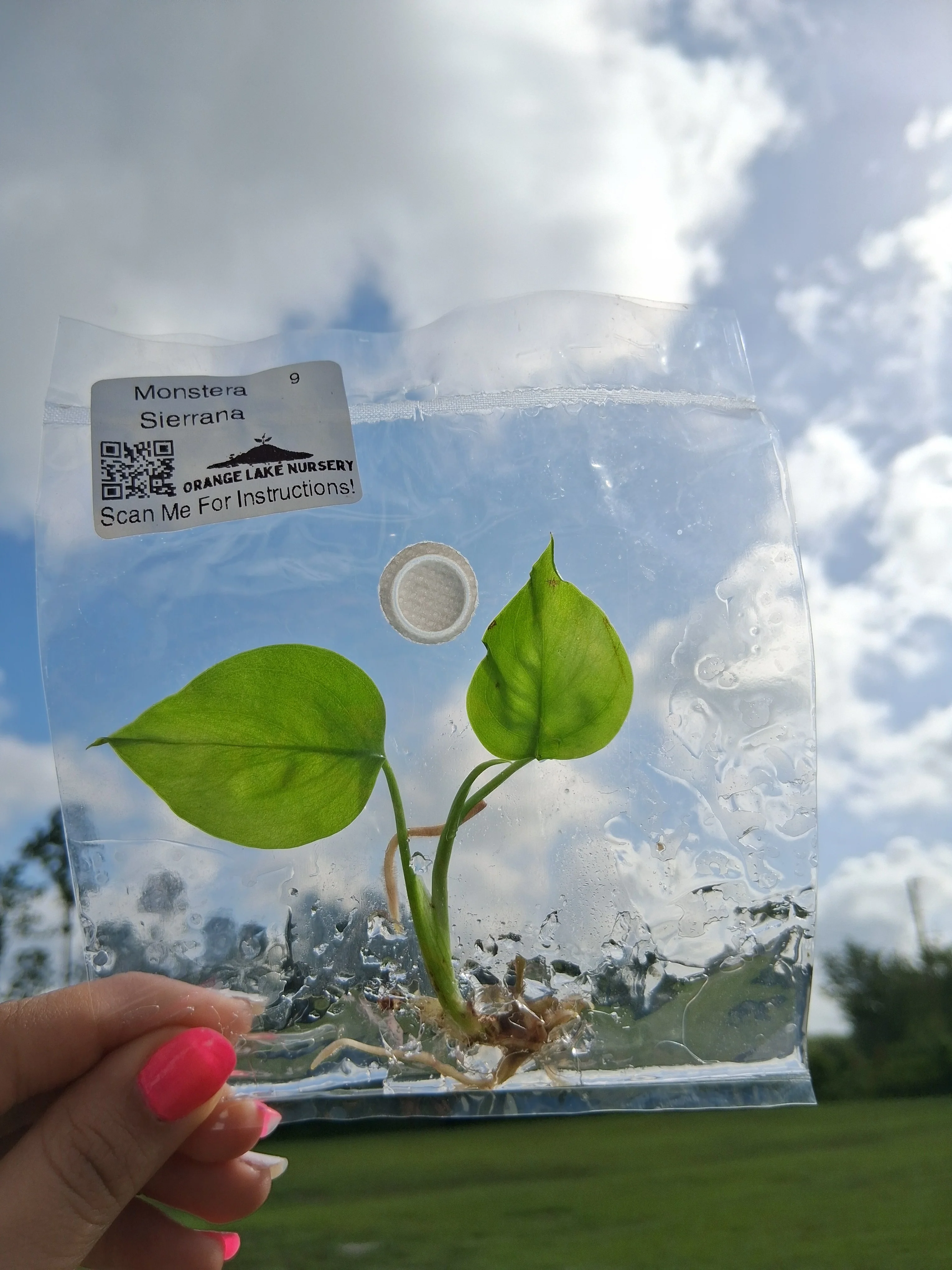 Monstera Deliciosa Sierrana Tissue Culture - Image 4