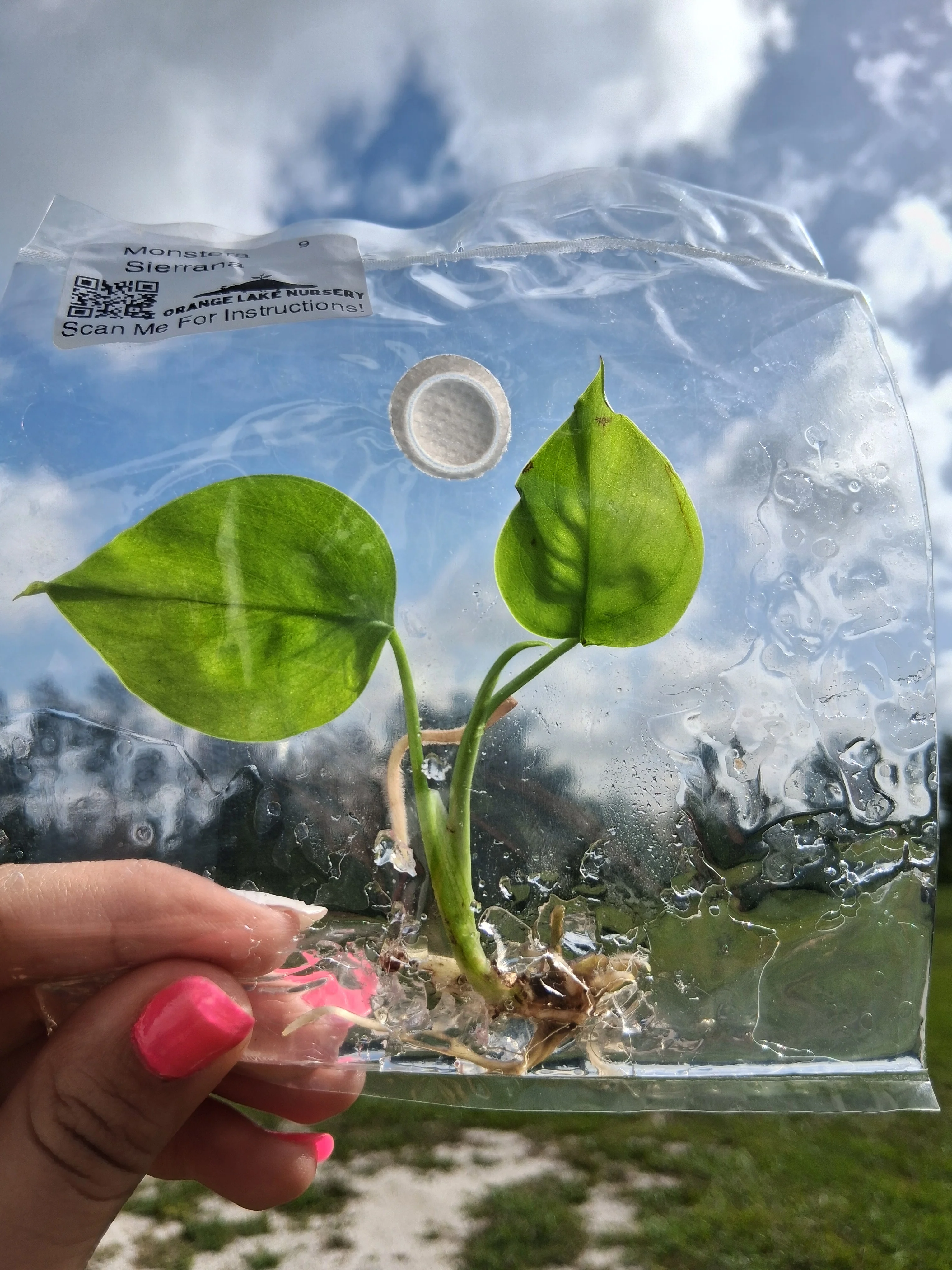 Monstera Deliciosa Sierrana Tissue Culture - Image 5