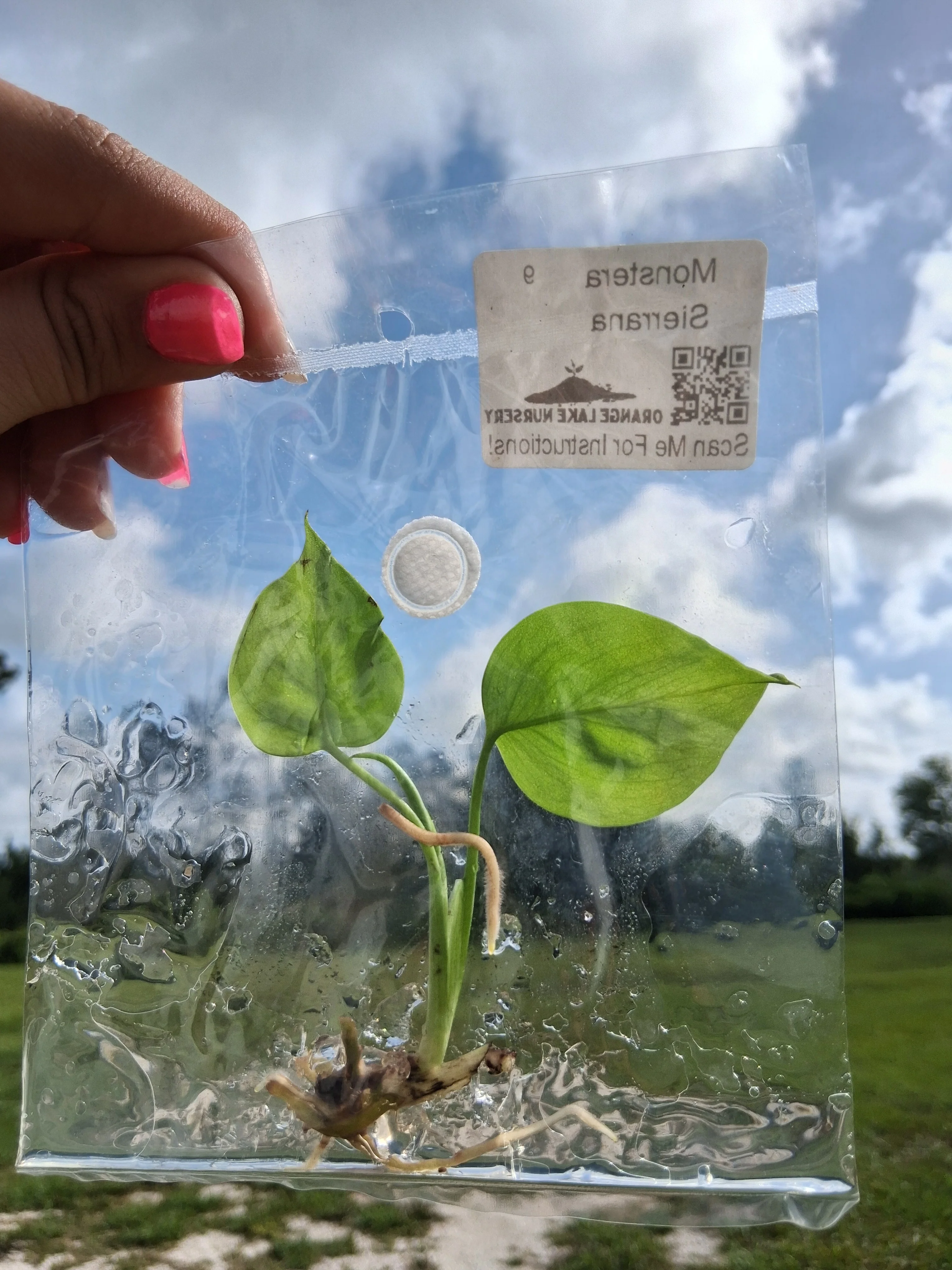 Monstera Deliciosa Sierrana Tissue Culture - Image 6