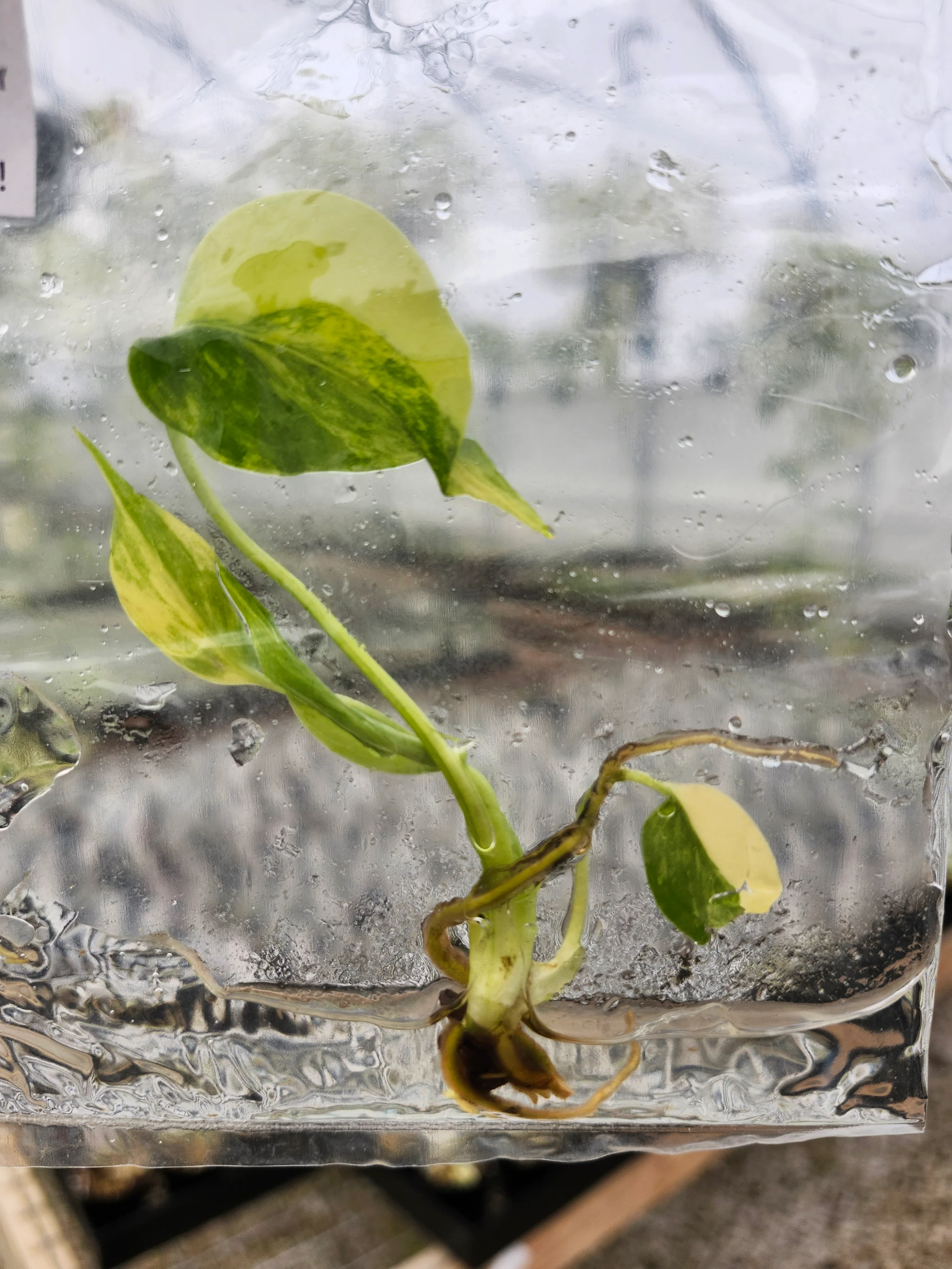 Monstera Deliciosa Yellow Marilyn Tissue Culture