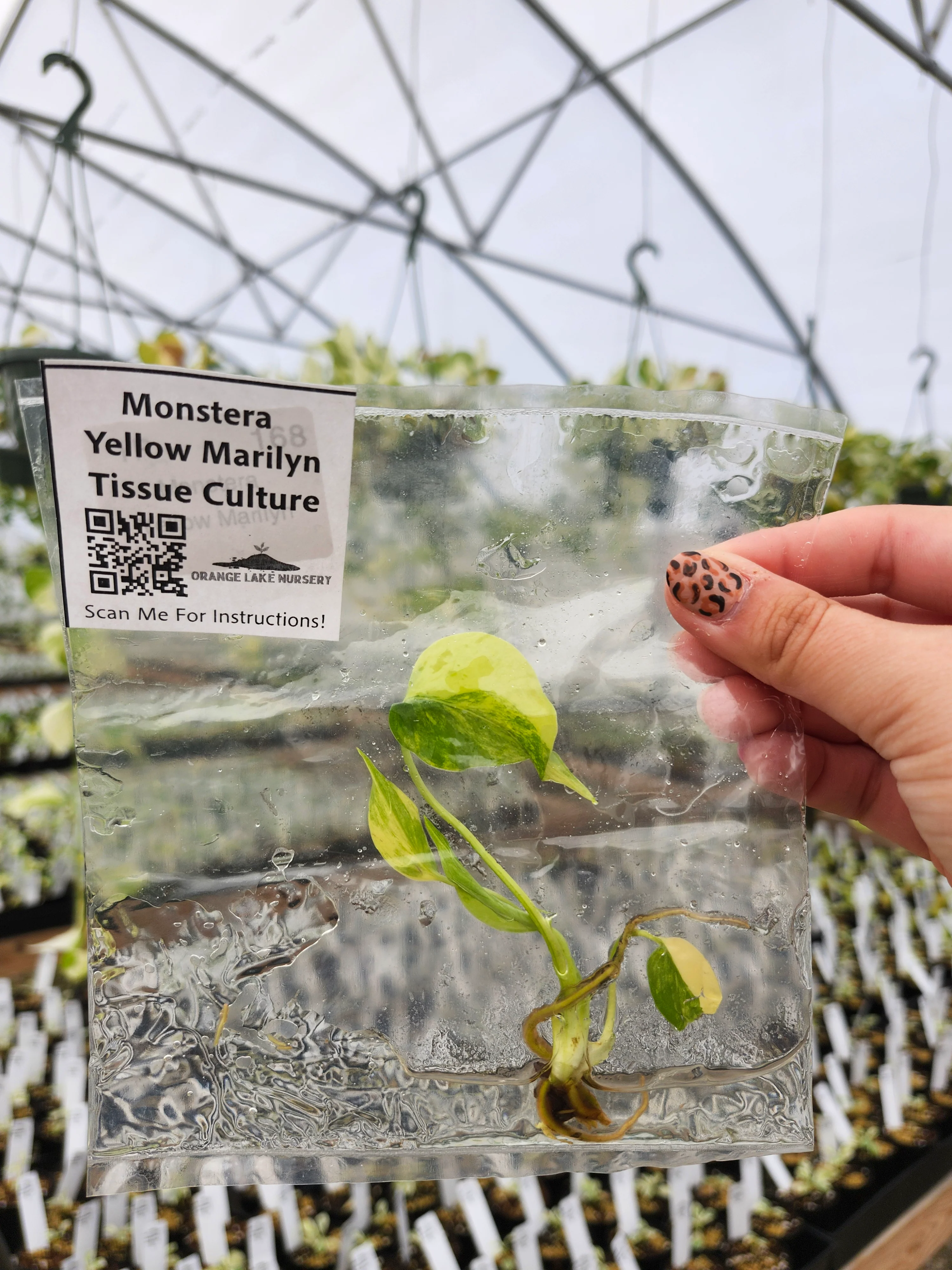 Monstera Deliciosa Yellow Marilyn Tissue Culture - Image 2