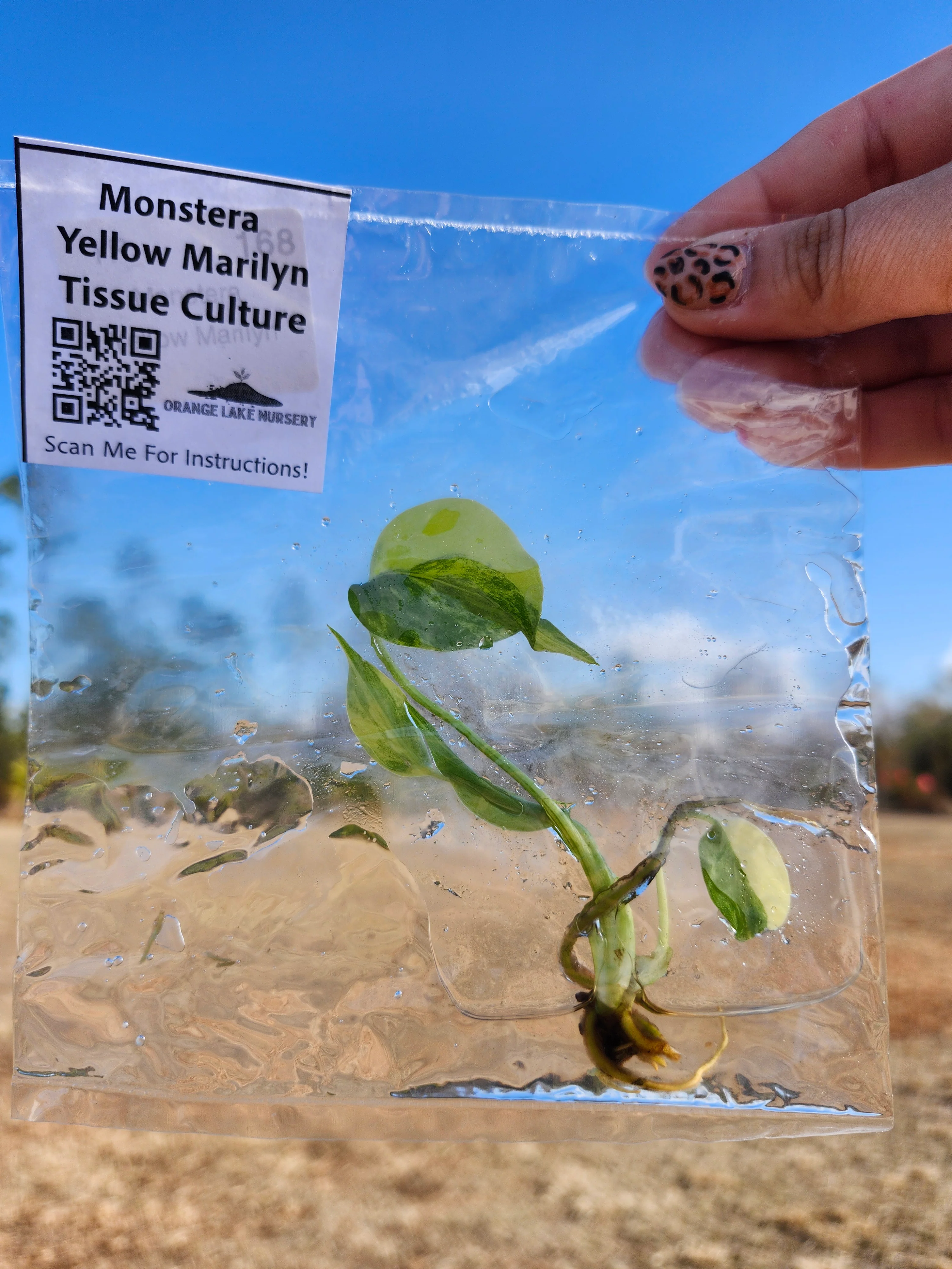 Monstera Deliciosa Yellow Marilyn Tissue Culture - Image 4