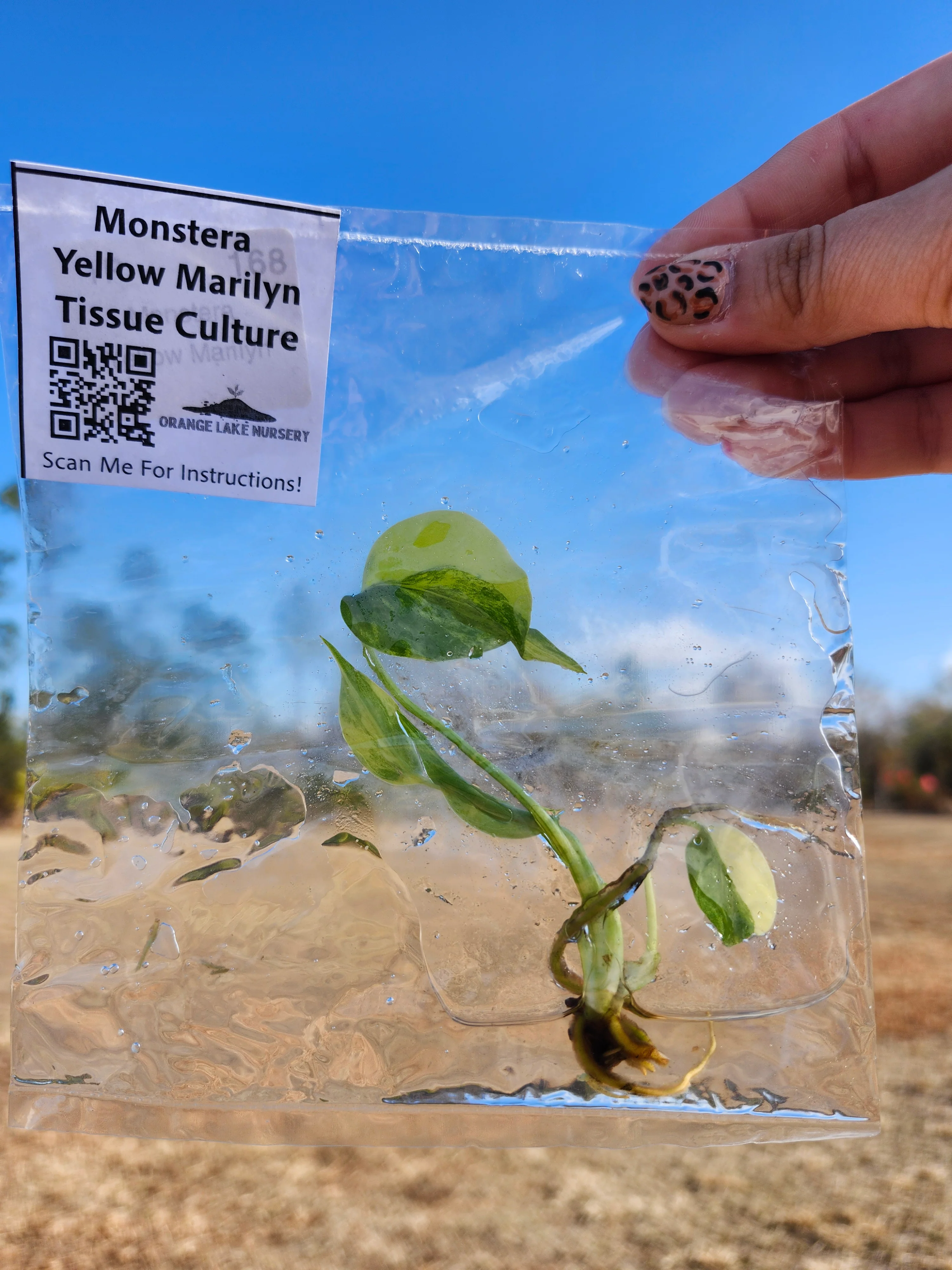 Monstera Deliciosa Yellow Marilyn Tissue Culture - Image 5