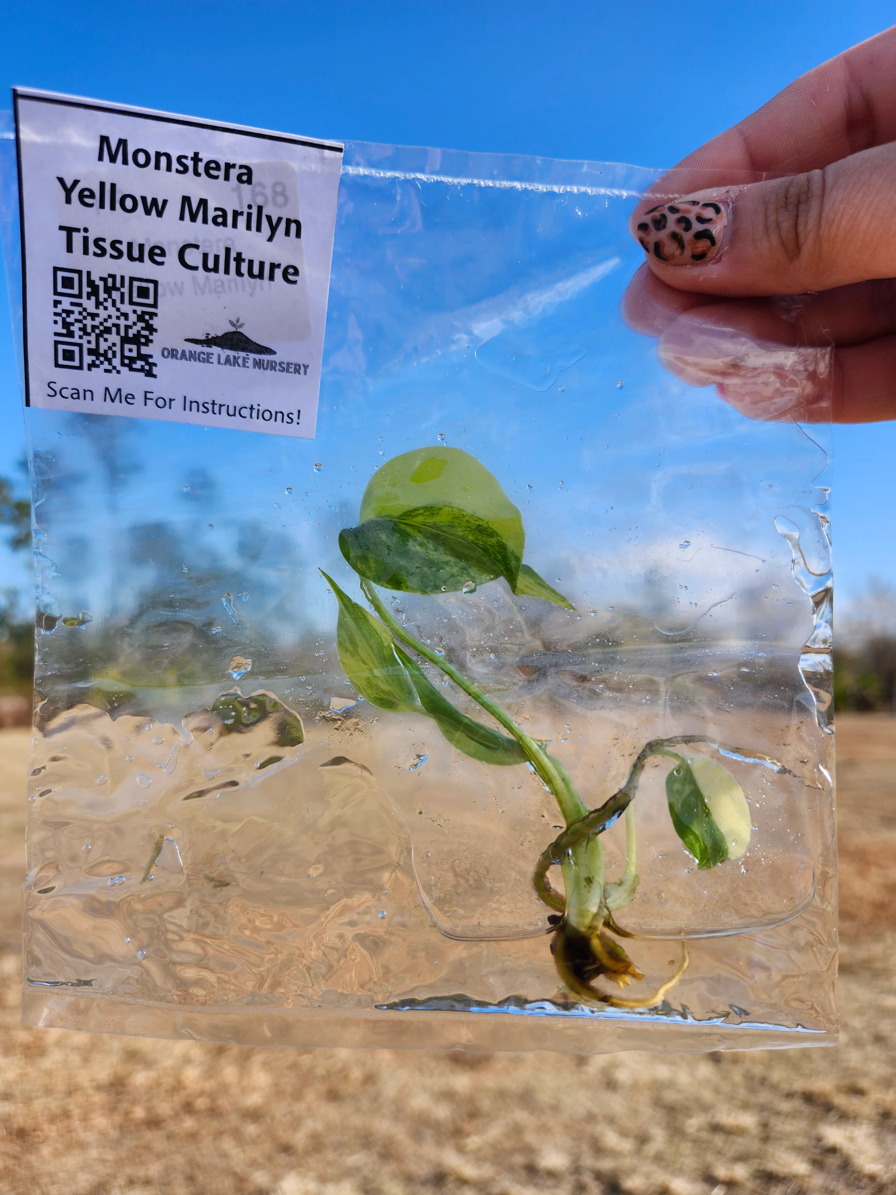 Monstera Deliciosa Yellow Marilyn Tissue Culture - Image 6