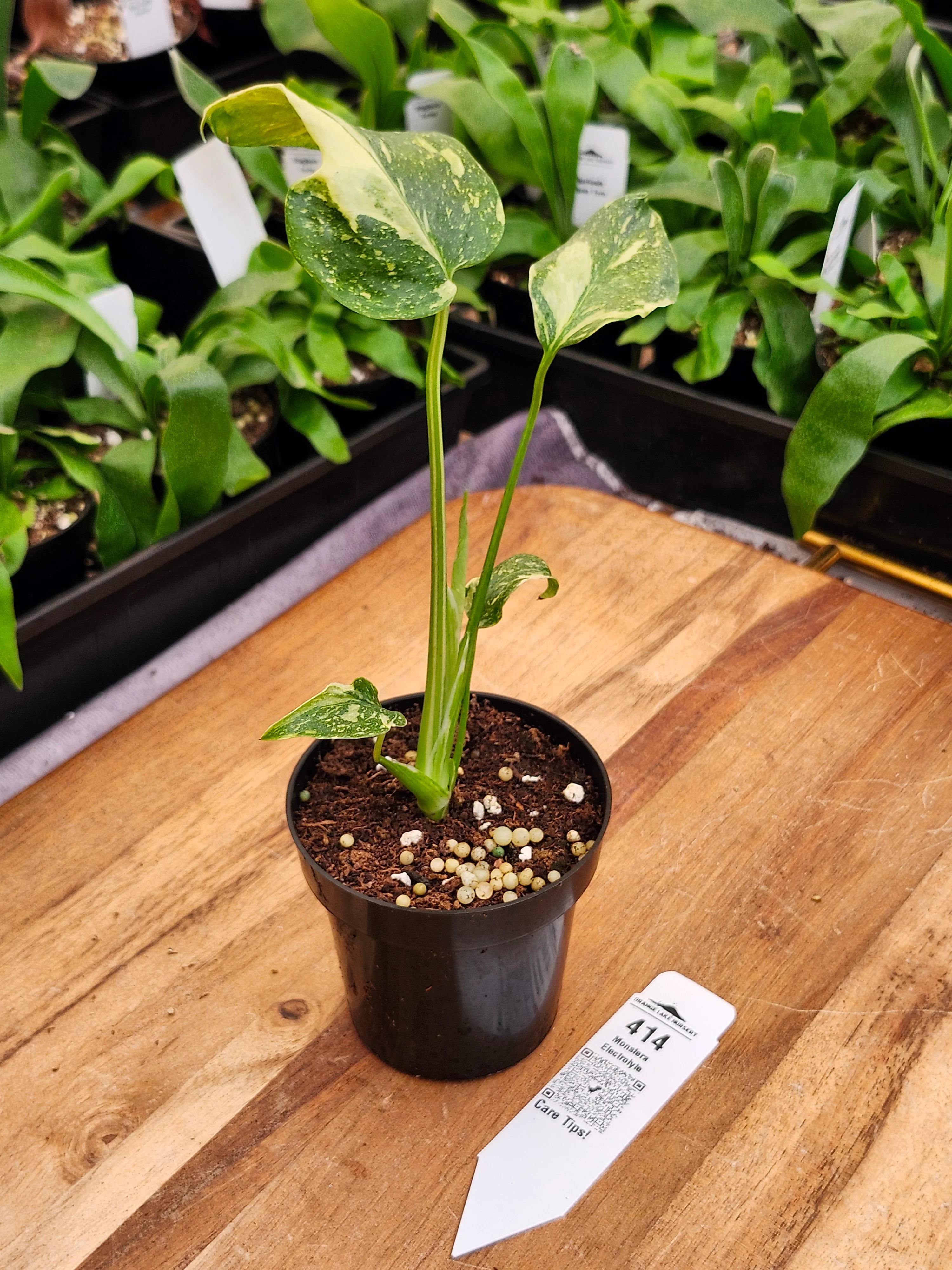Monstera Electrolyte (3in)-414 - Image 2