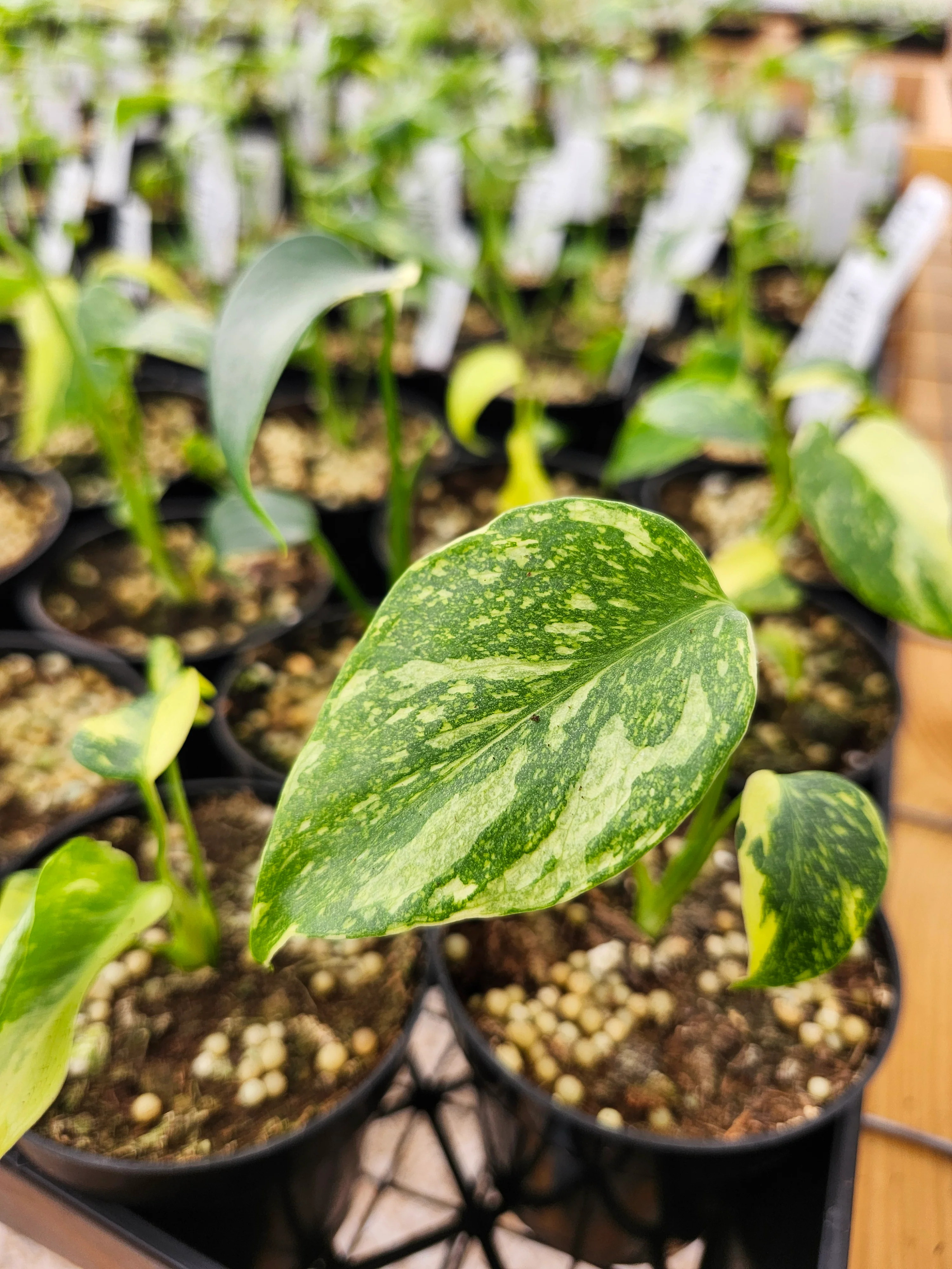 Monstera Electrolyte (3in)- Growers Choice - Image 6