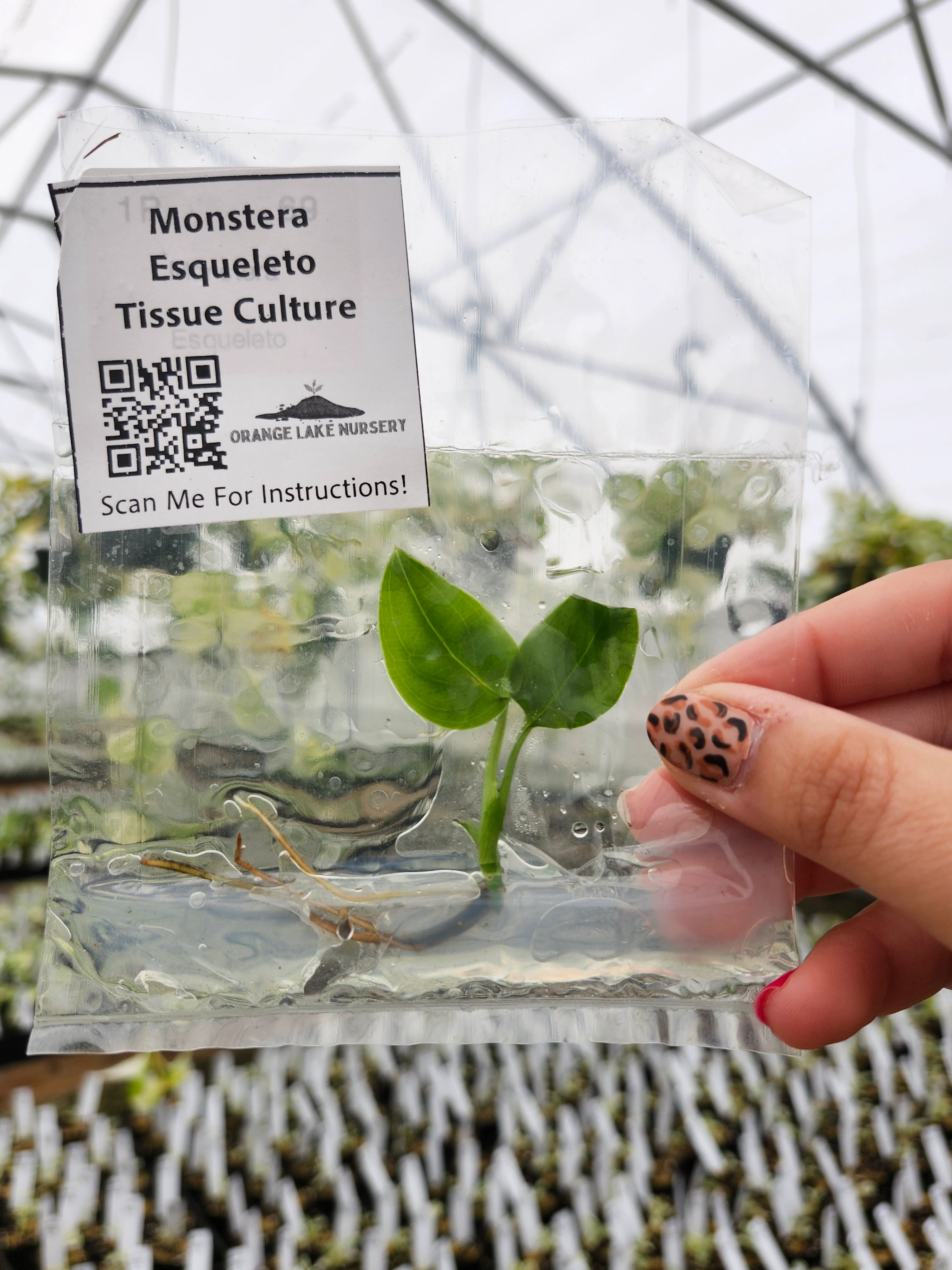 Monstera Esqueleto Tissue Culture