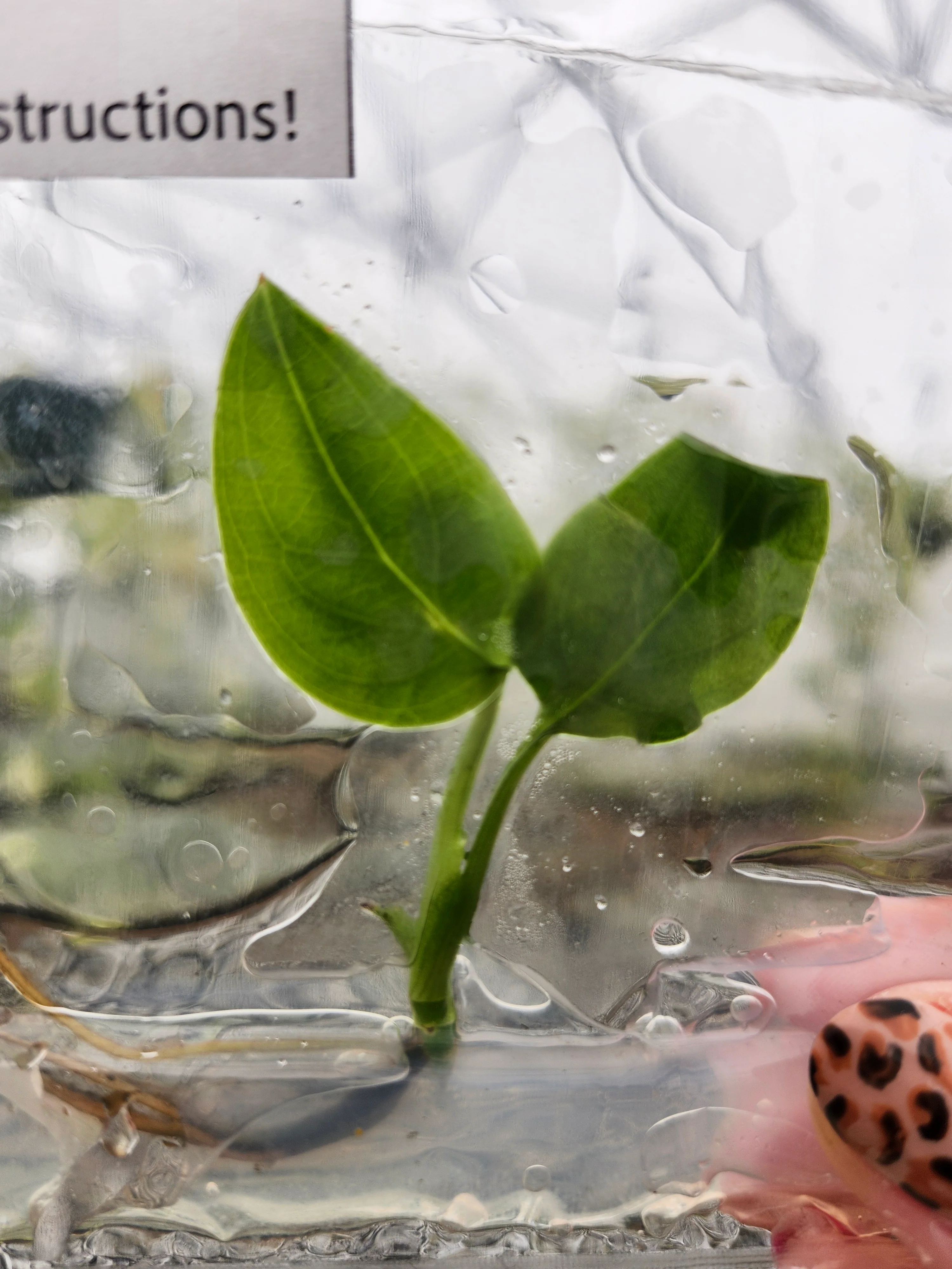 Monstera Esqueleto Tissue Culture - Image 2
