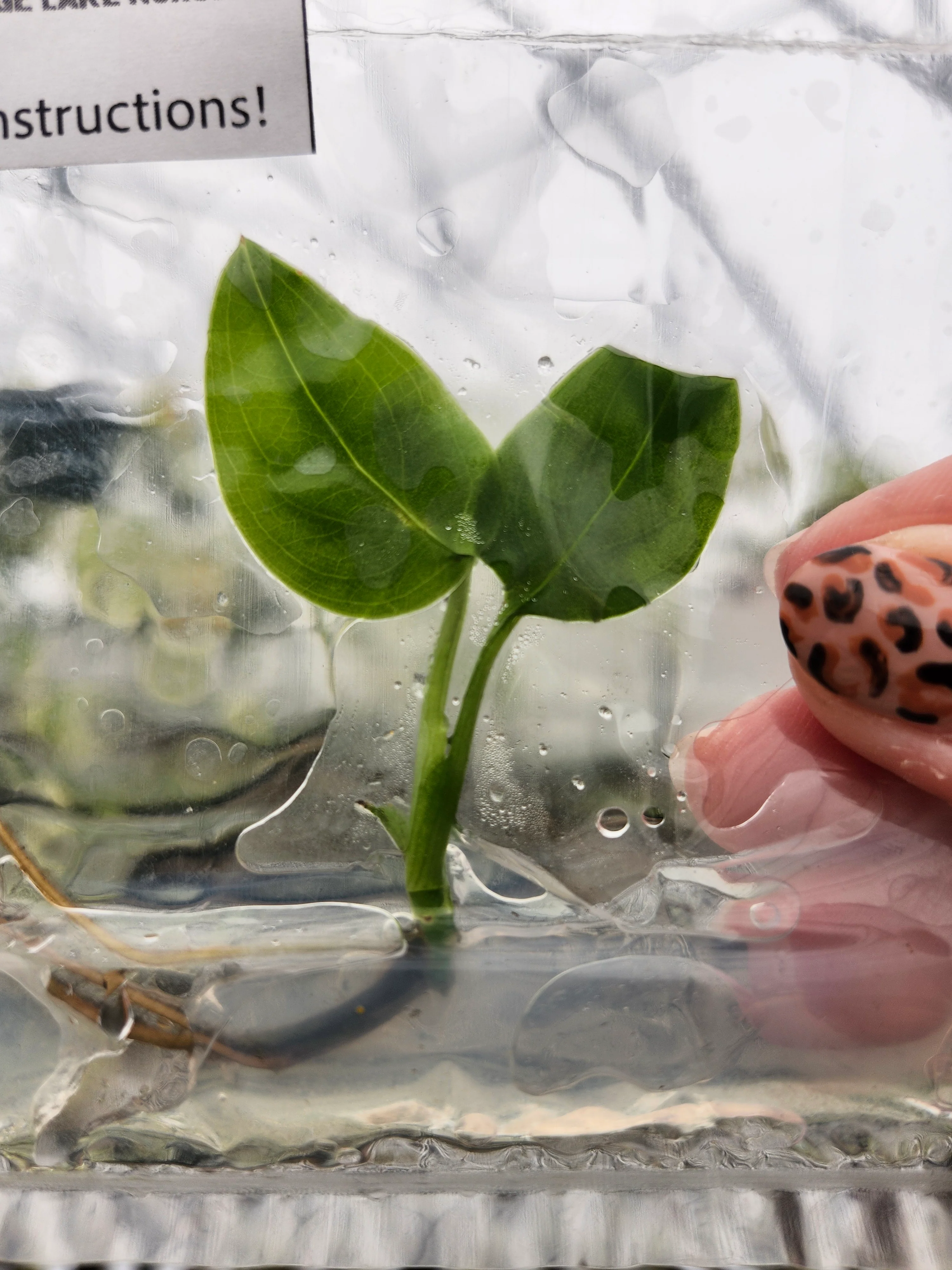 Monstera Esqueleto Tissue Culture - Image 3