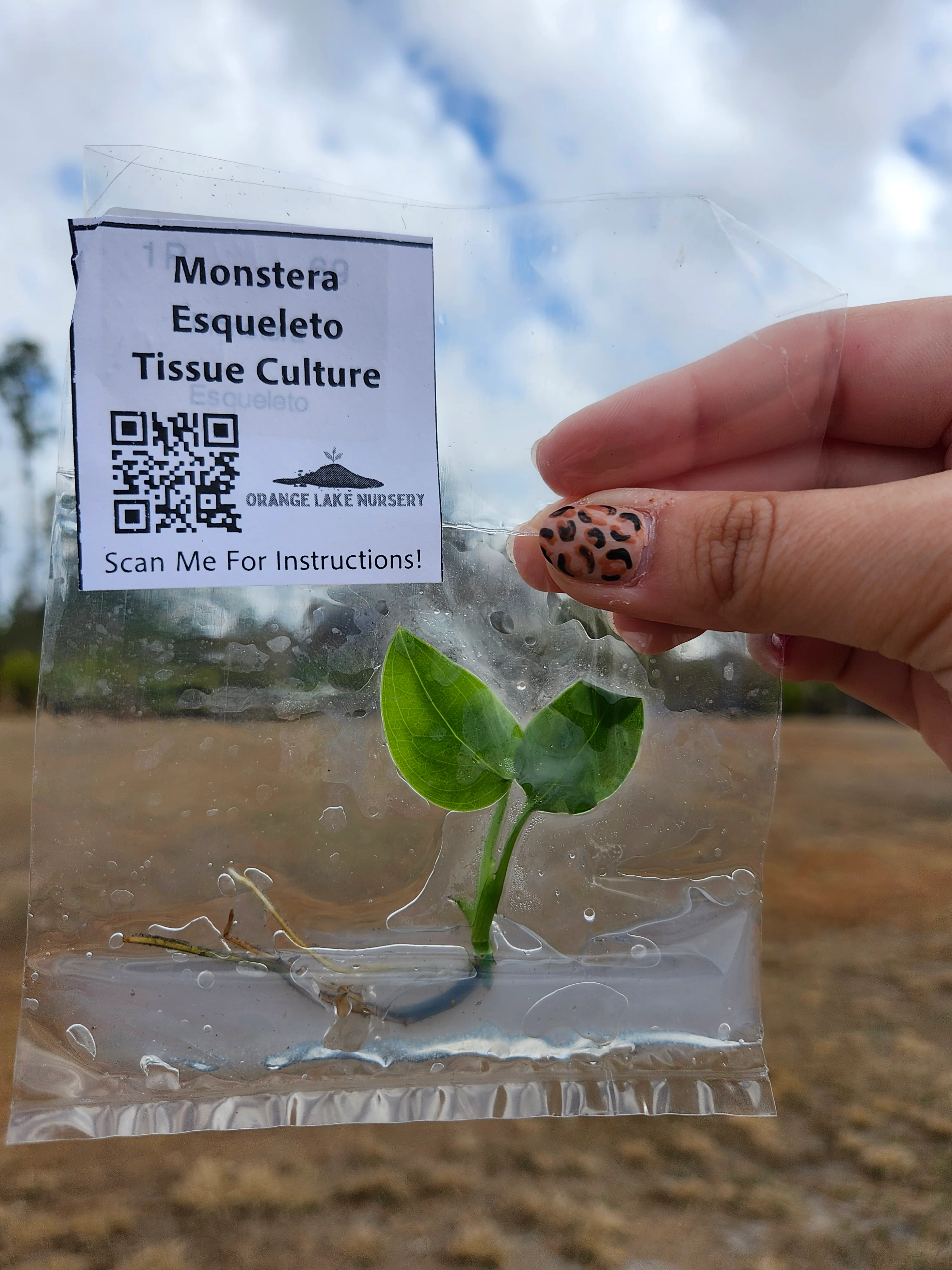 Monstera Esqueleto Tissue Culture - Image 5