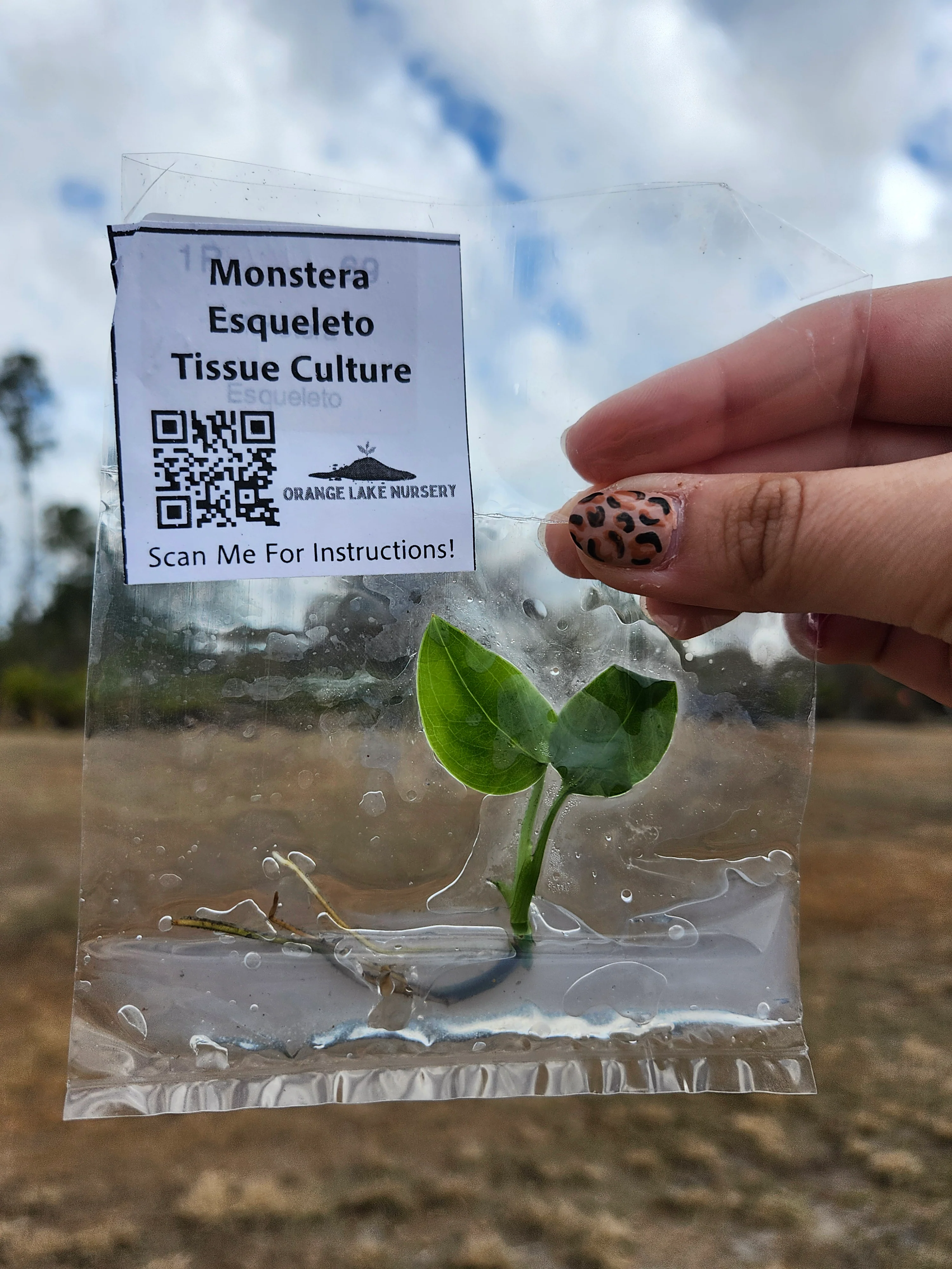Monstera Esqueleto Tissue Culture - Image 6