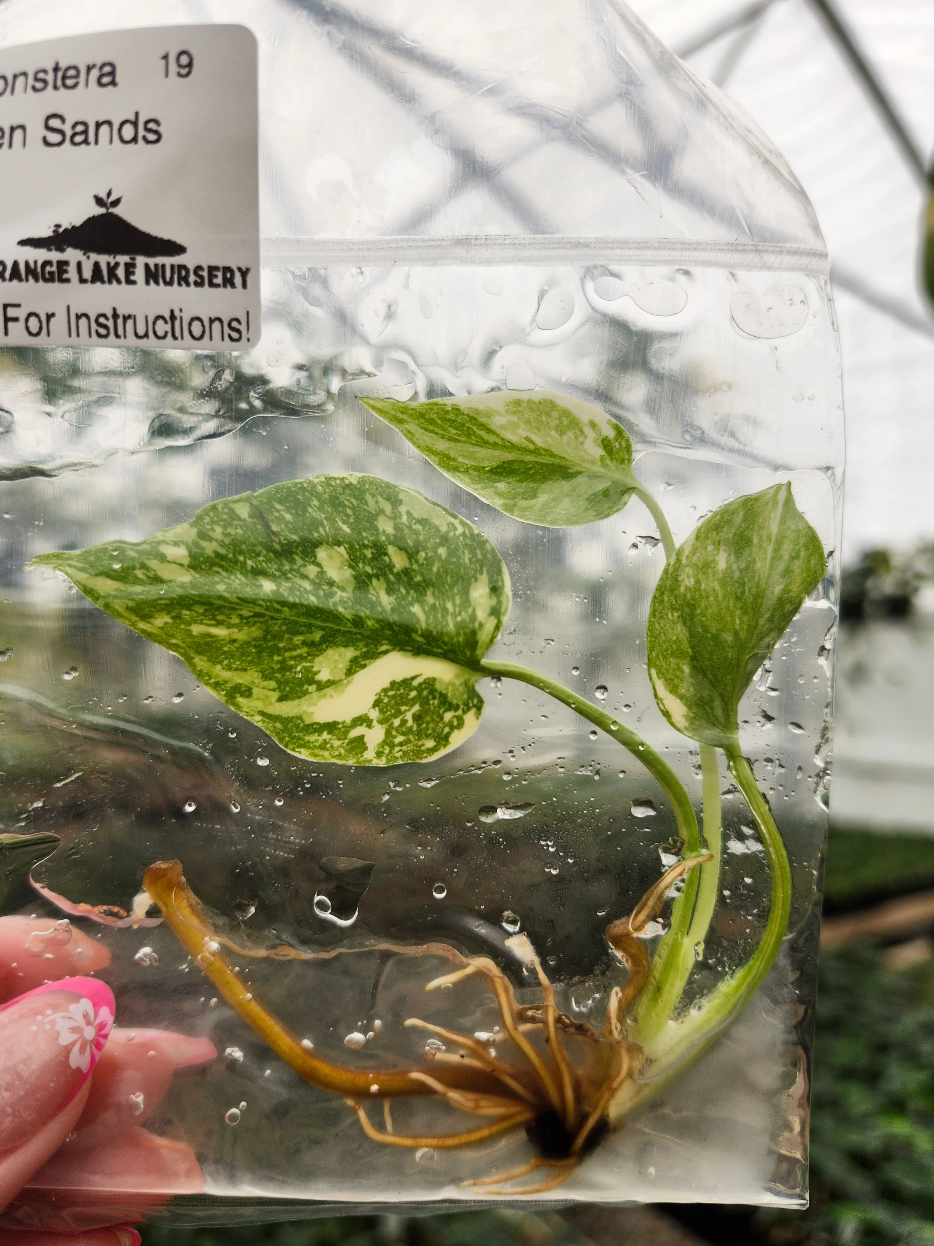 Monstera Golden Sands Tissue Culture - Image 2
