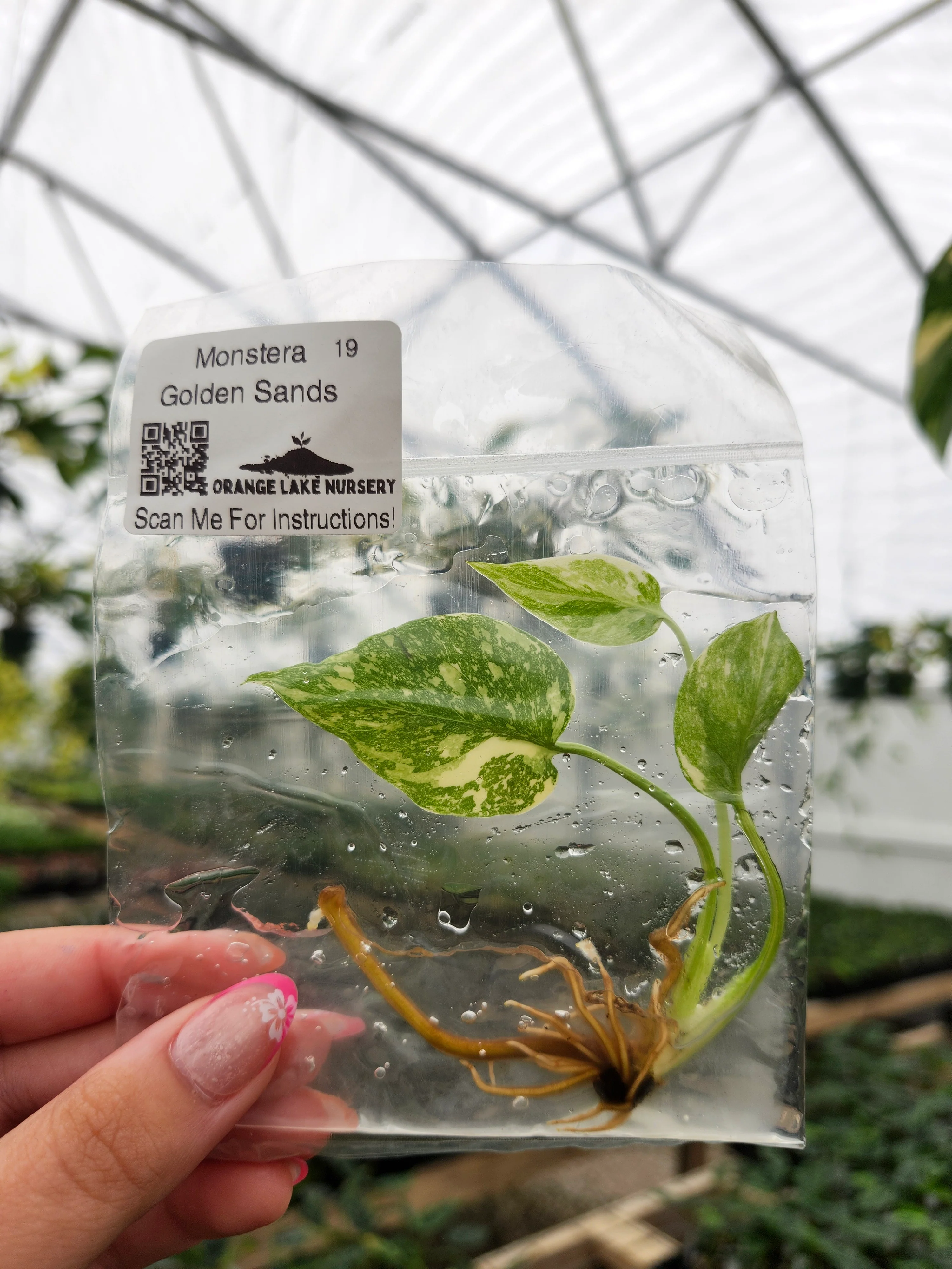 Monstera Golden Sands Tissue Culture - Image 3