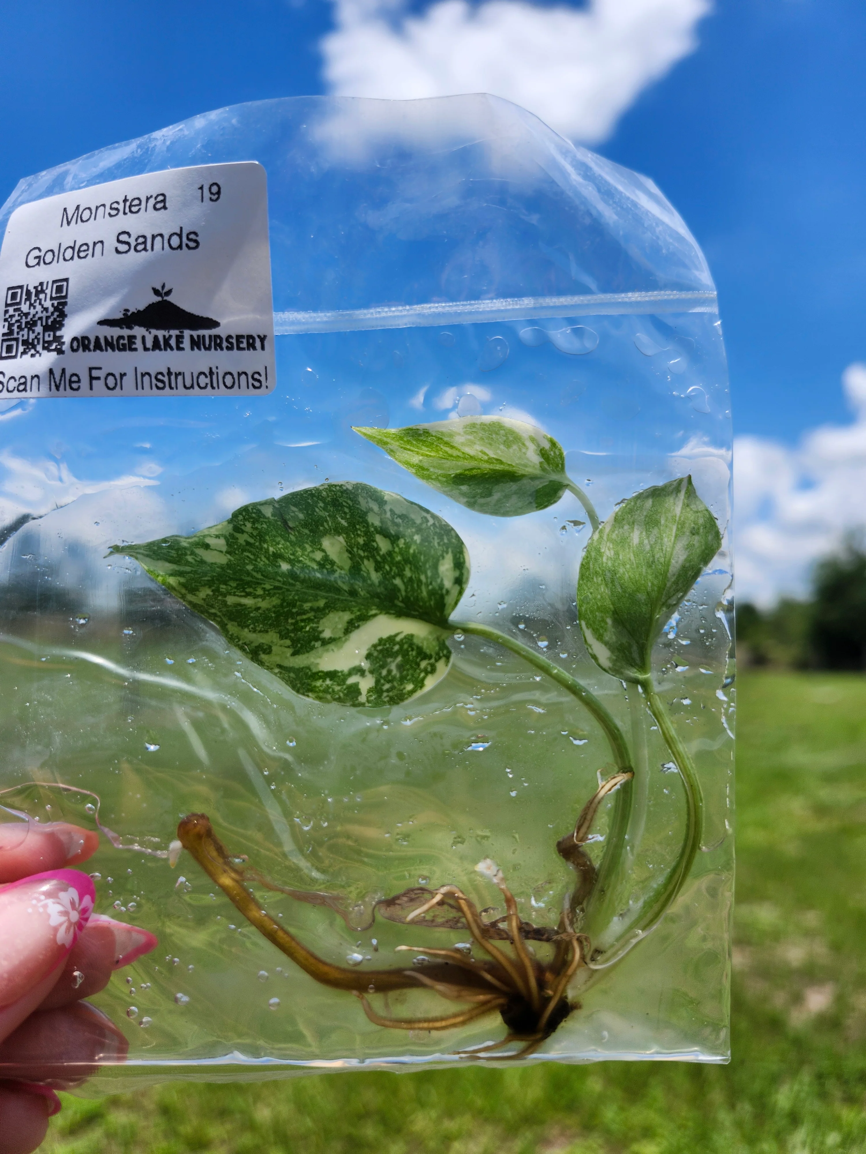 Monstera Golden Sands Tissue Culture - Image 4