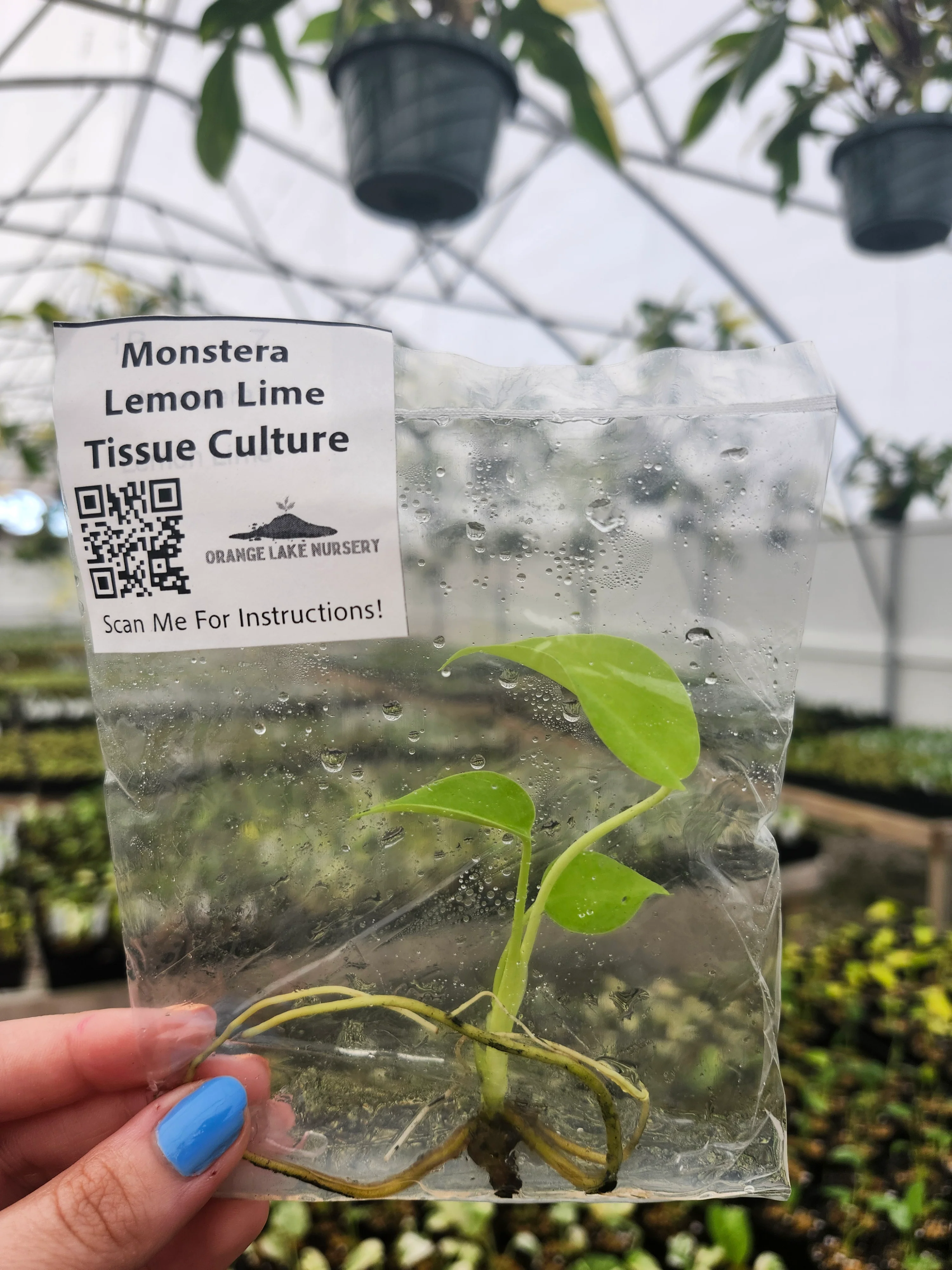 Monstera Lemon Lime Tissue Culture - Image 2