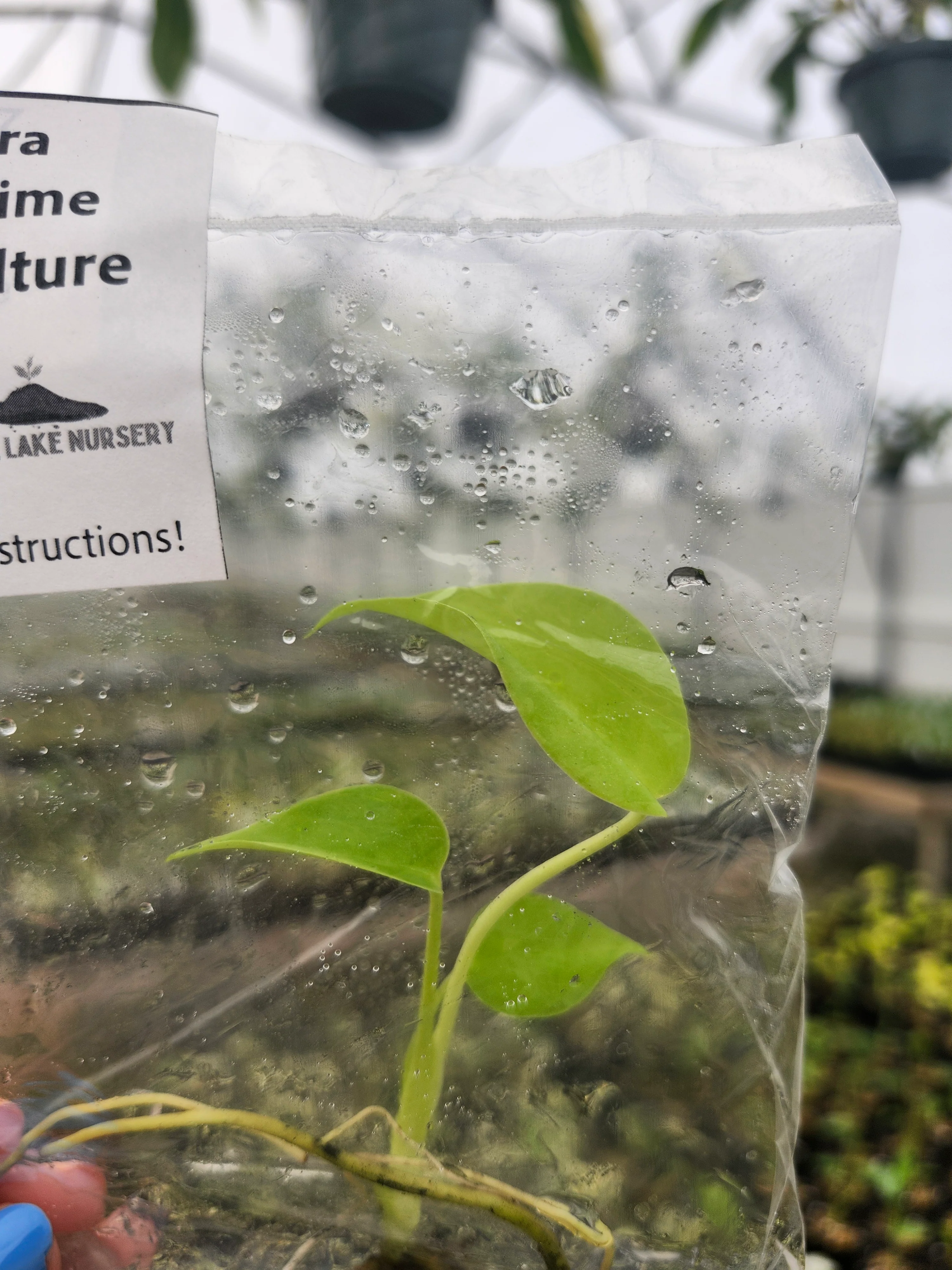 Monstera Lemon Lime Tissue Culture - Image 3