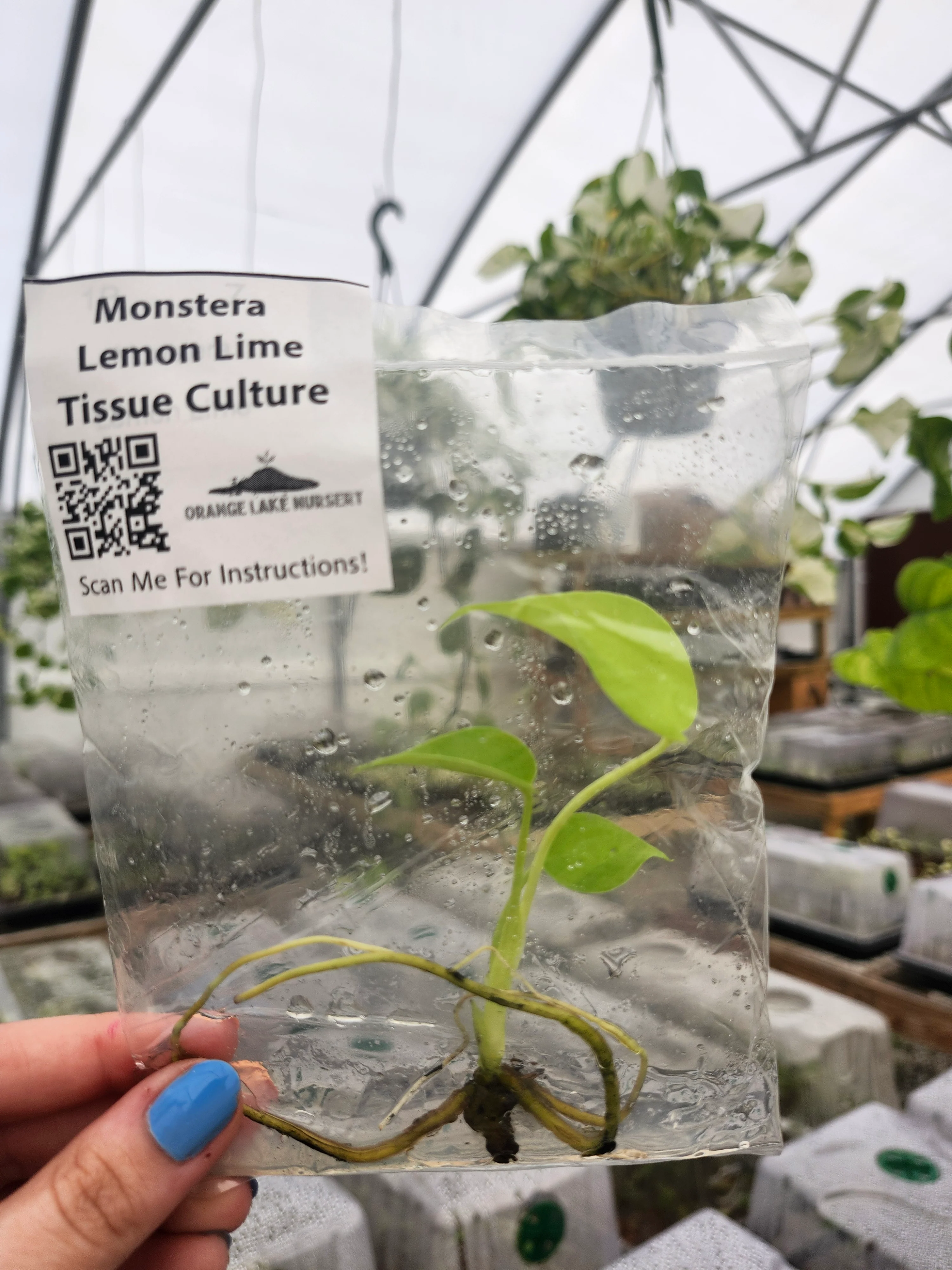 Monstera Lemon Lime Tissue Culture - Image 4