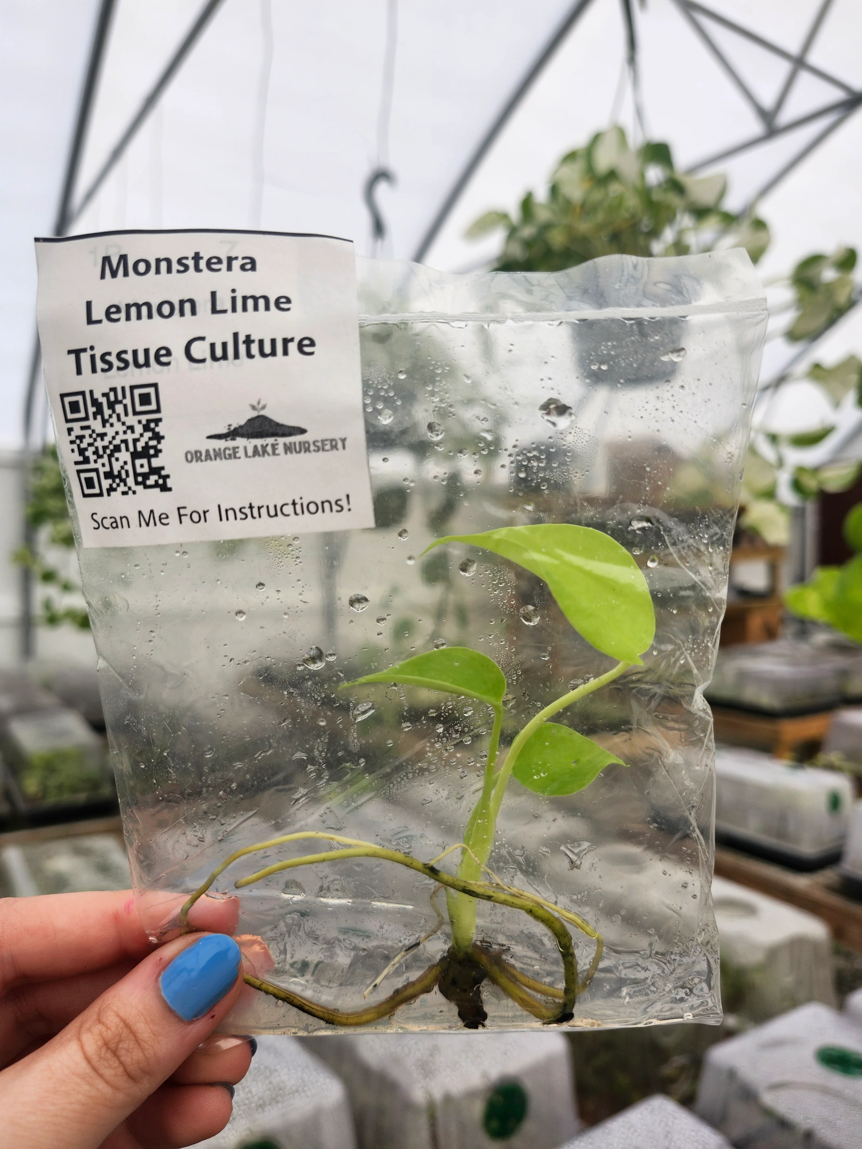 Monstera Lemon Lime Tissue Culture - Image 5