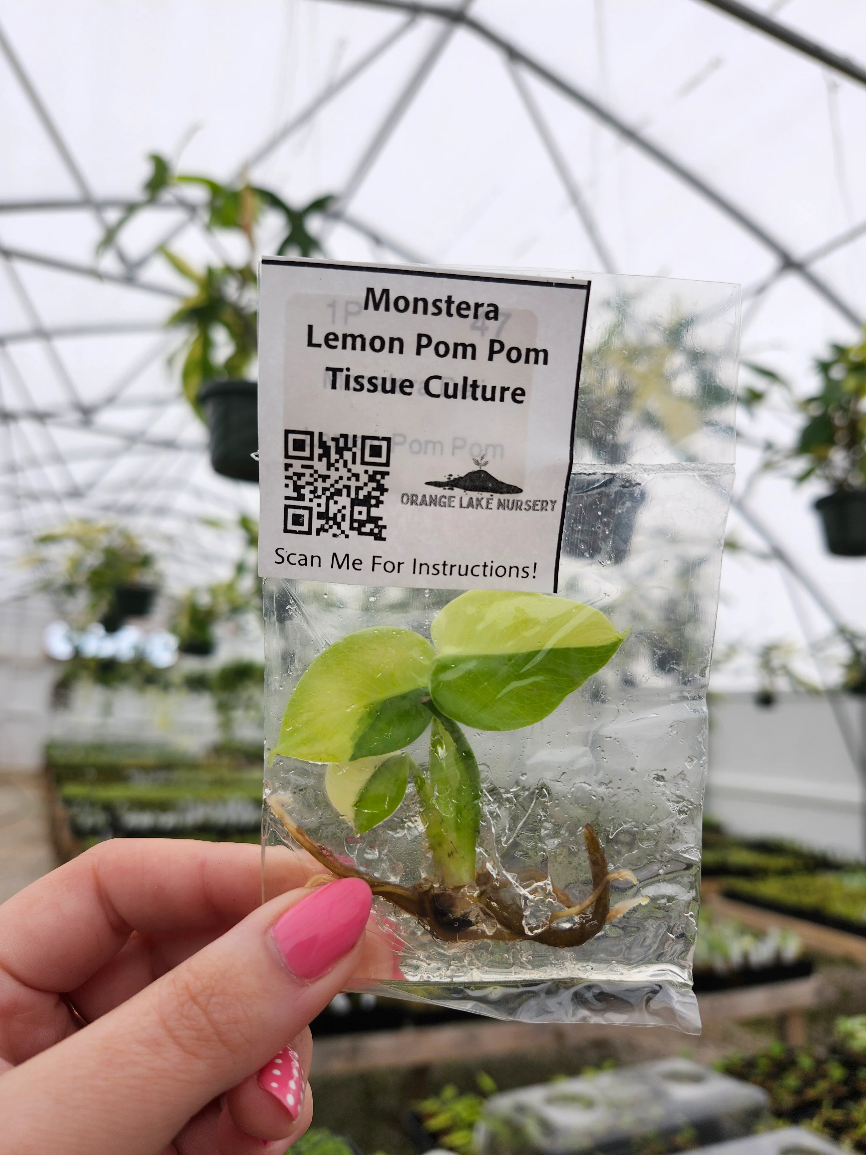 Monstera Lemon Pom Pom Tissue Culture