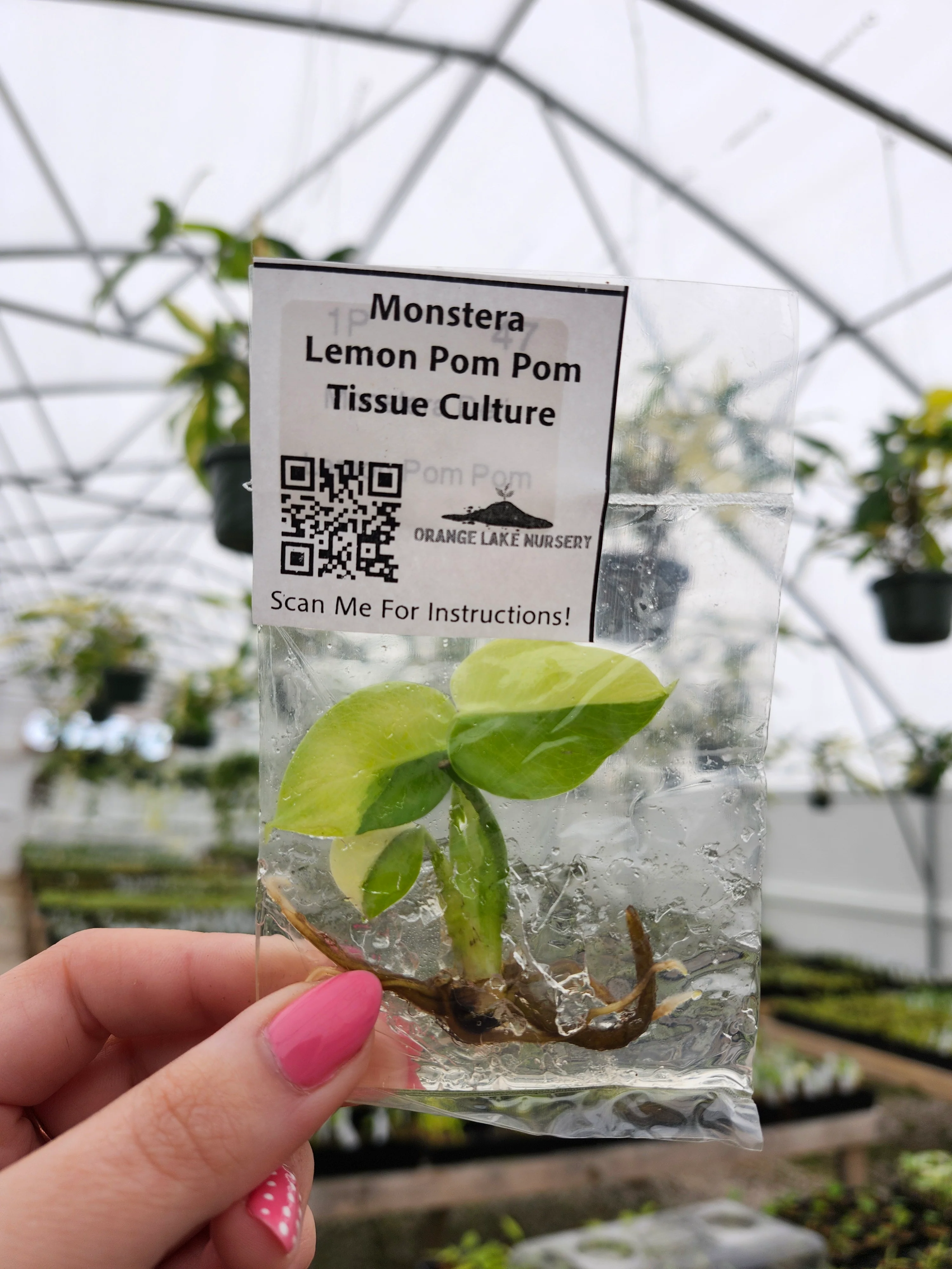Monstera Lemon Pom Pom Tissue Culture - Image 2