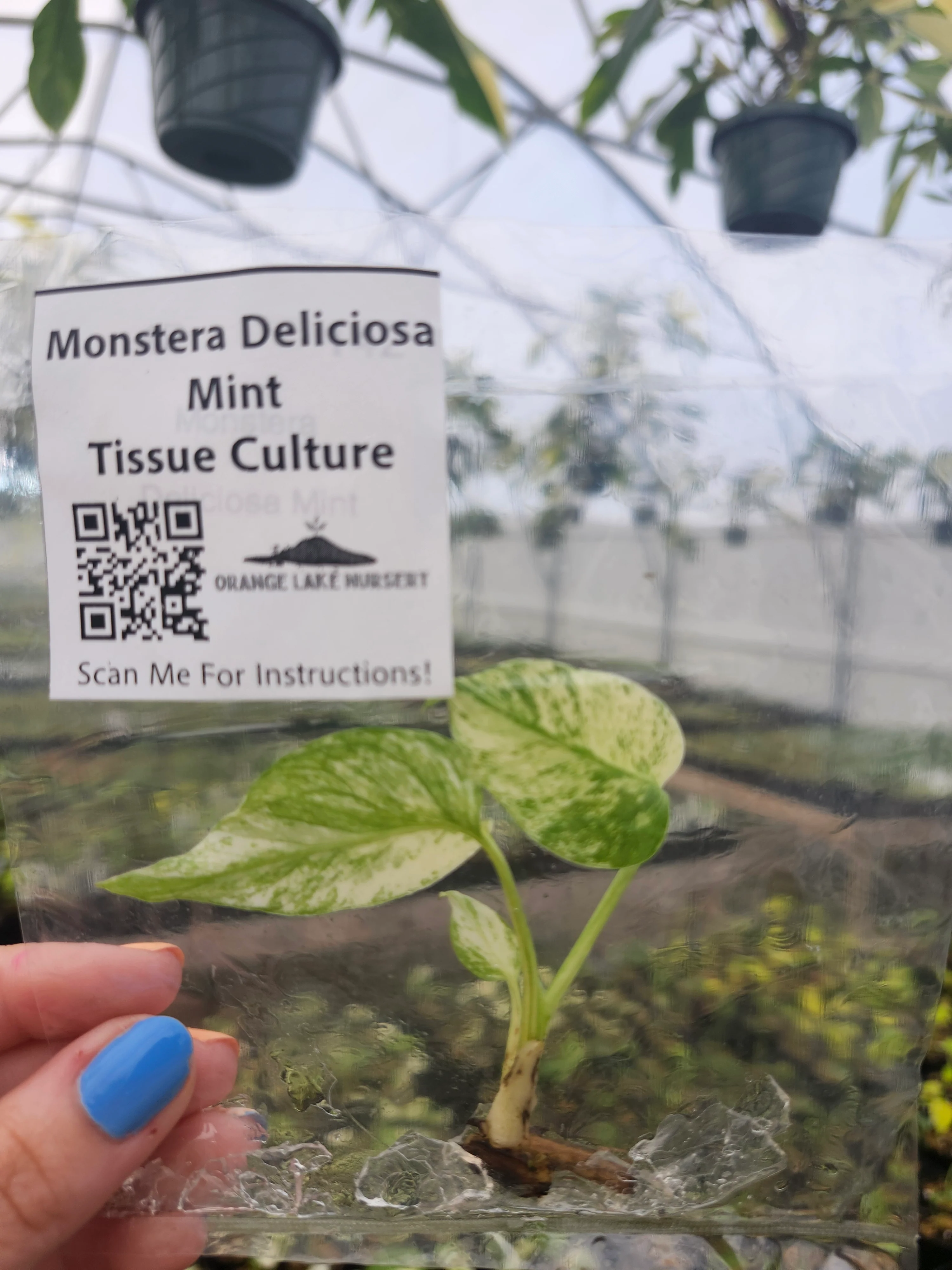 Monstera Deliciosa Mint Tissue Culture