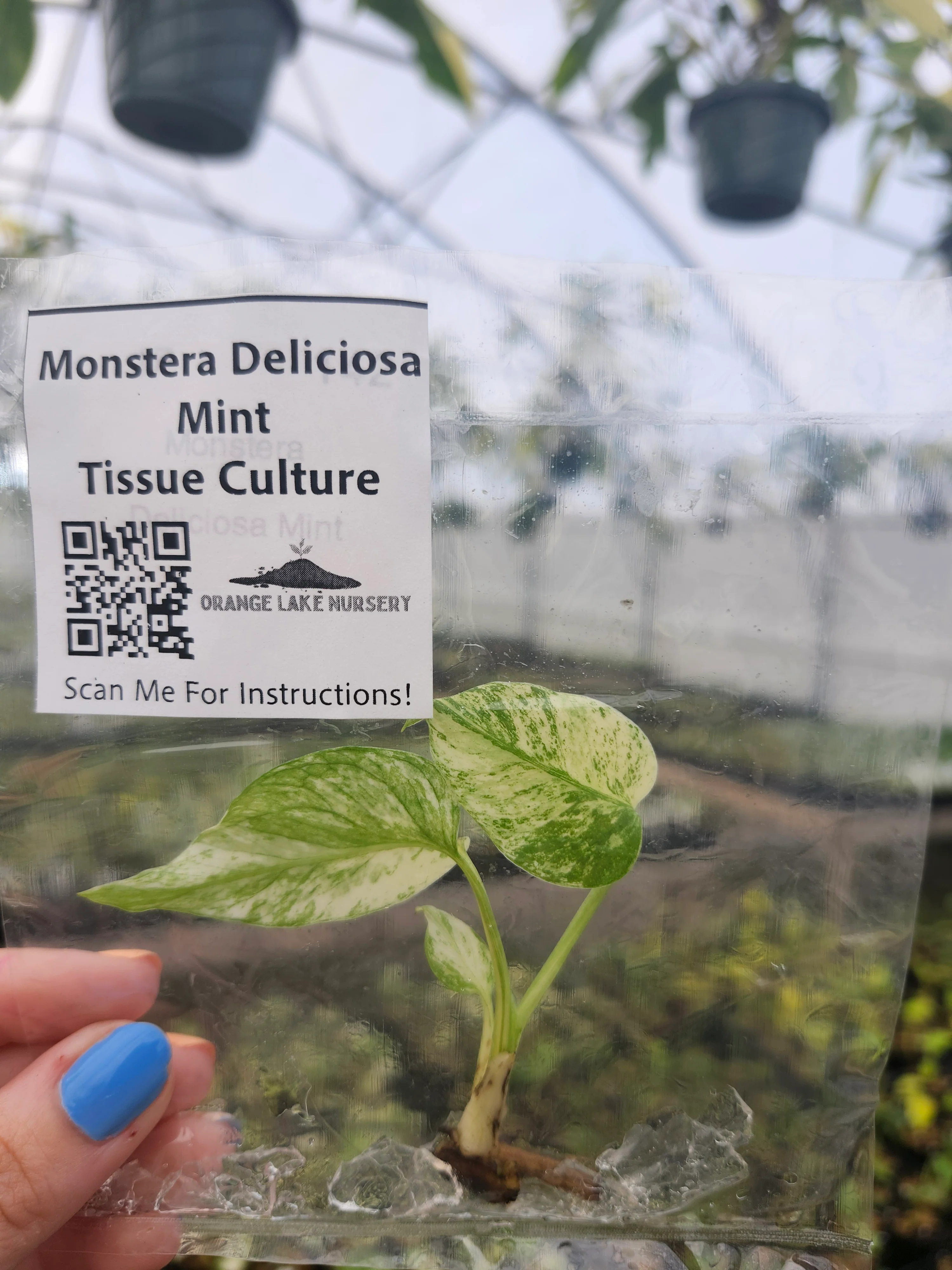 Monstera Deliciosa Mint Tissue Culture - Image 2