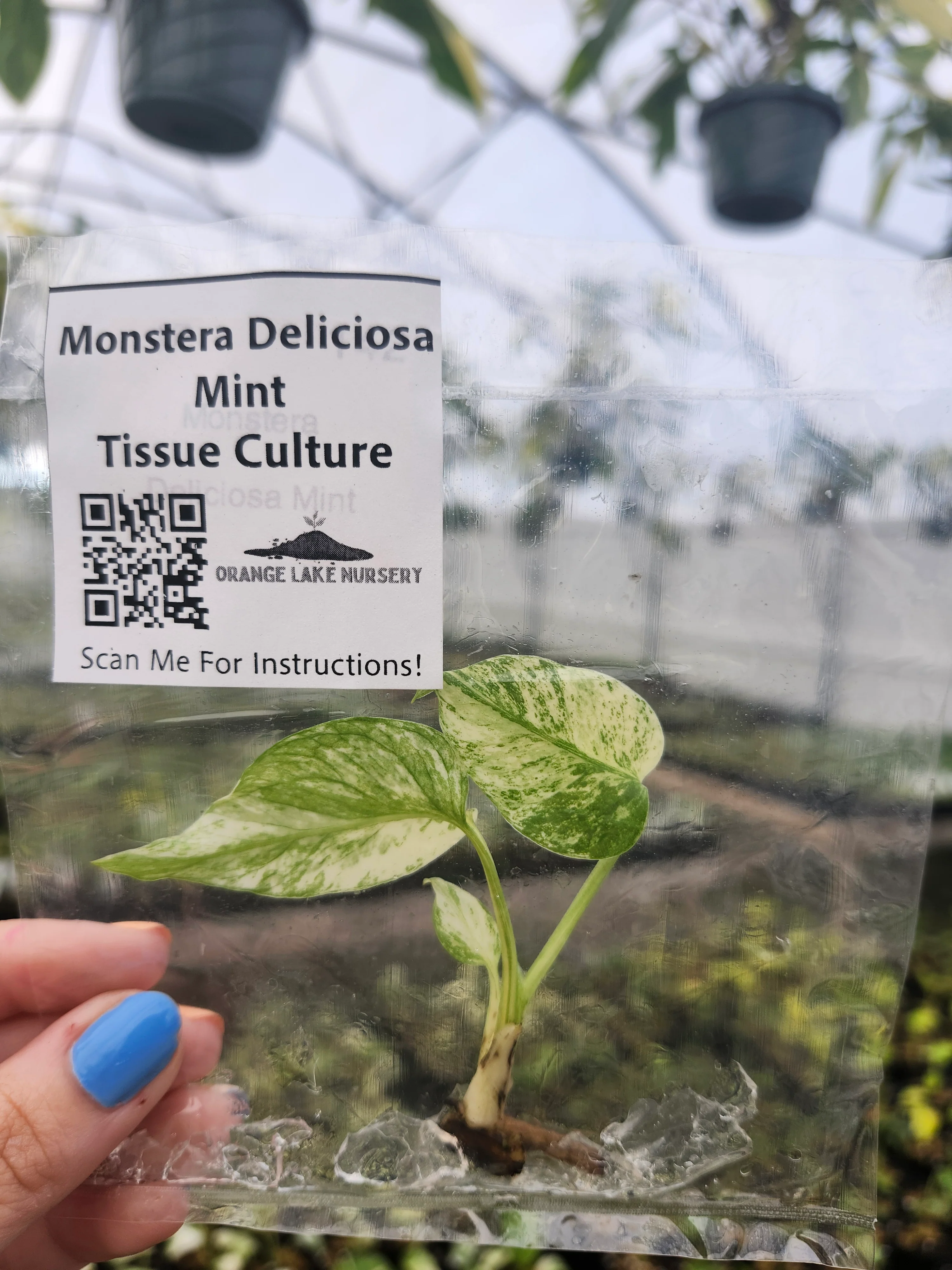 Monstera Deliciosa Mint Tissue Culture - Image 3