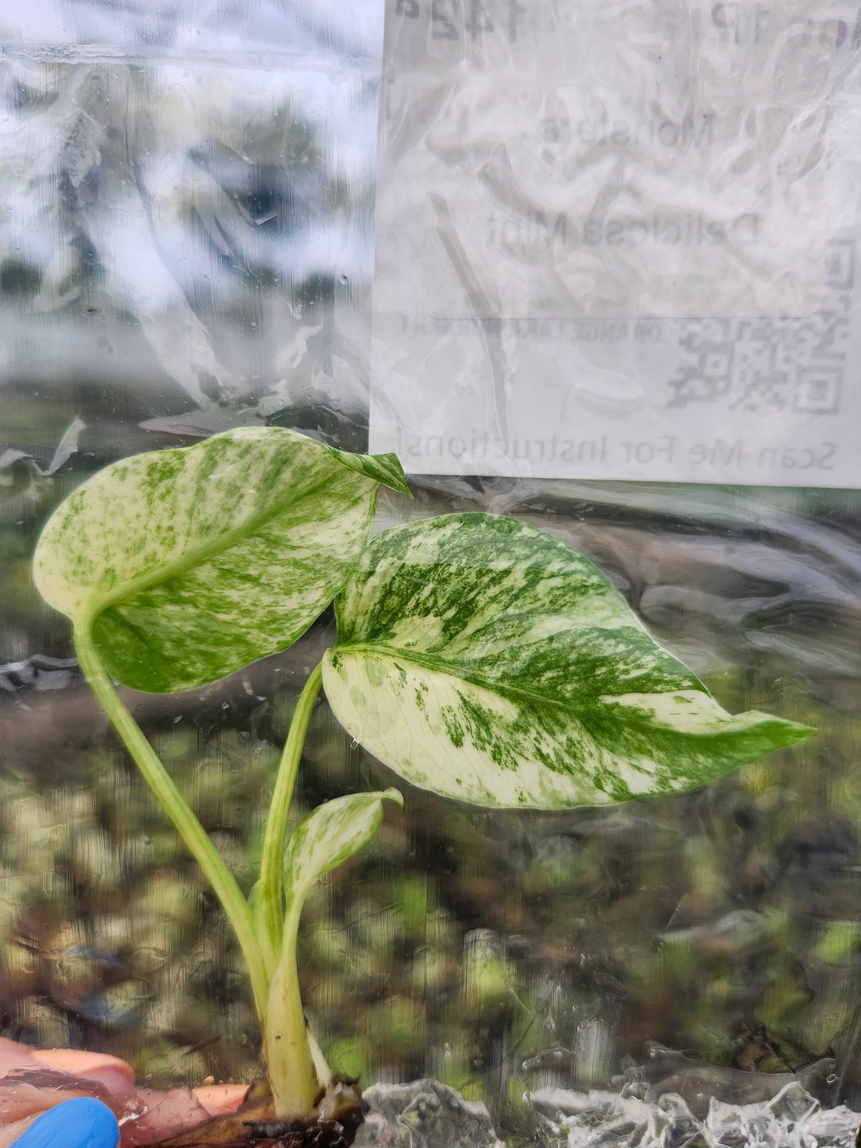 Monstera Deliciosa Mint Tissue Culture - Image 4