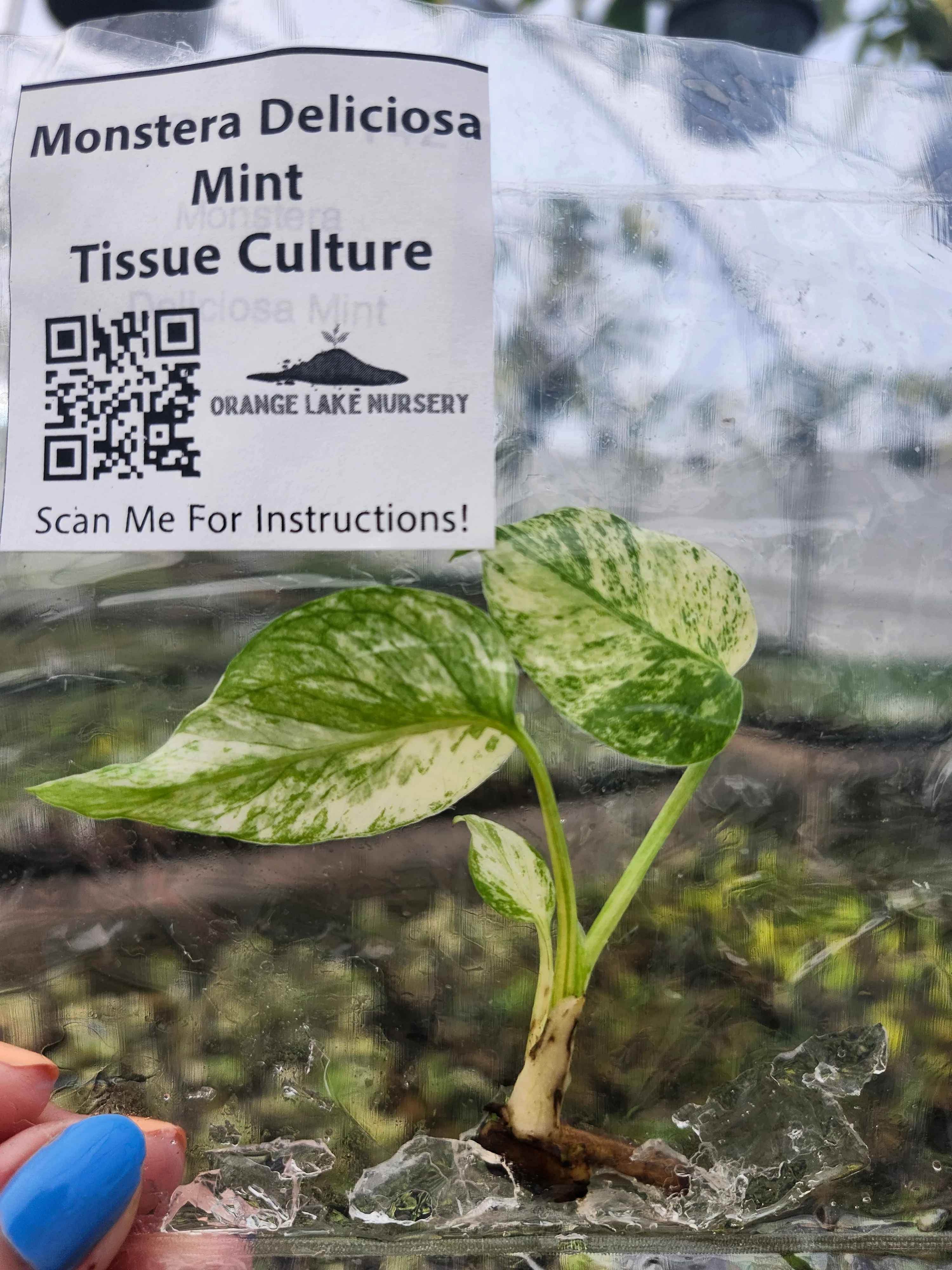 Monstera Deliciosa Mint Tissue Culture - Image 5