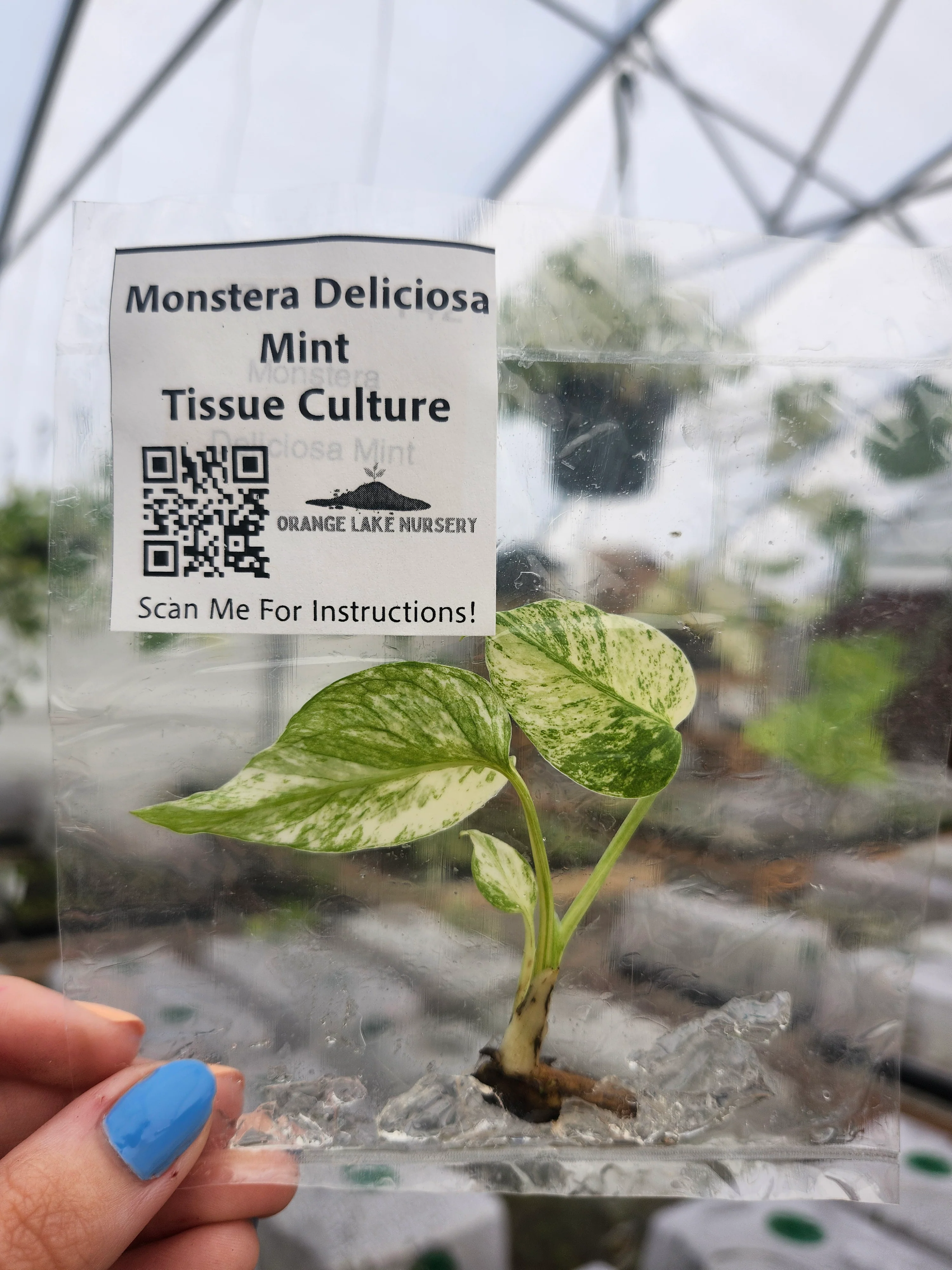 Monstera Deliciosa Mint Tissue Culture - Image 6