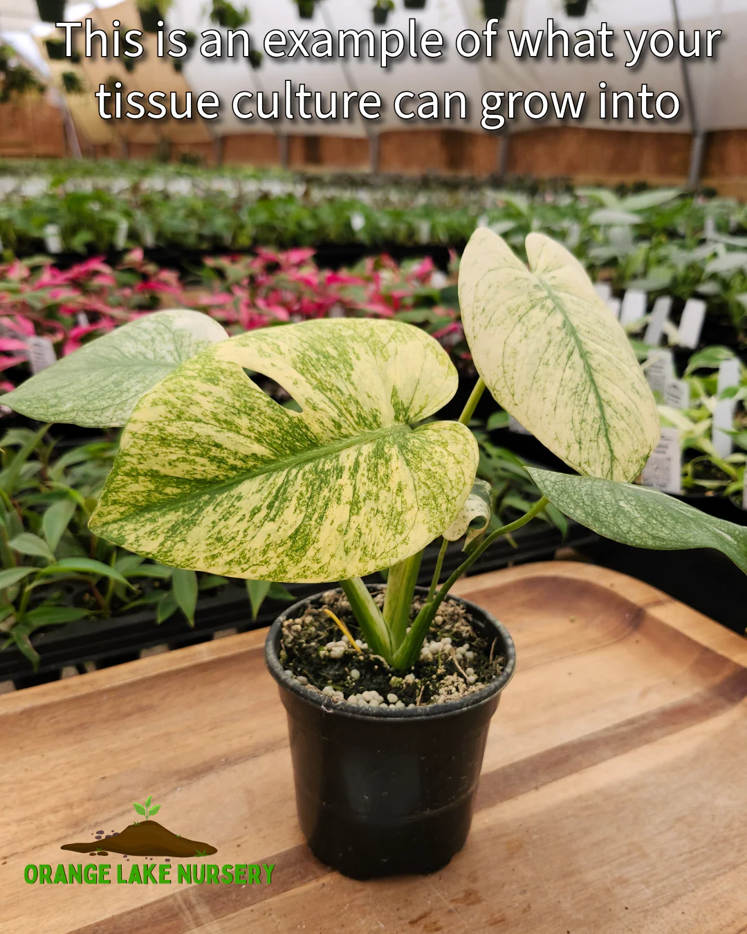 Monstera Deliciosa Mint Tissue Culture - Image 7