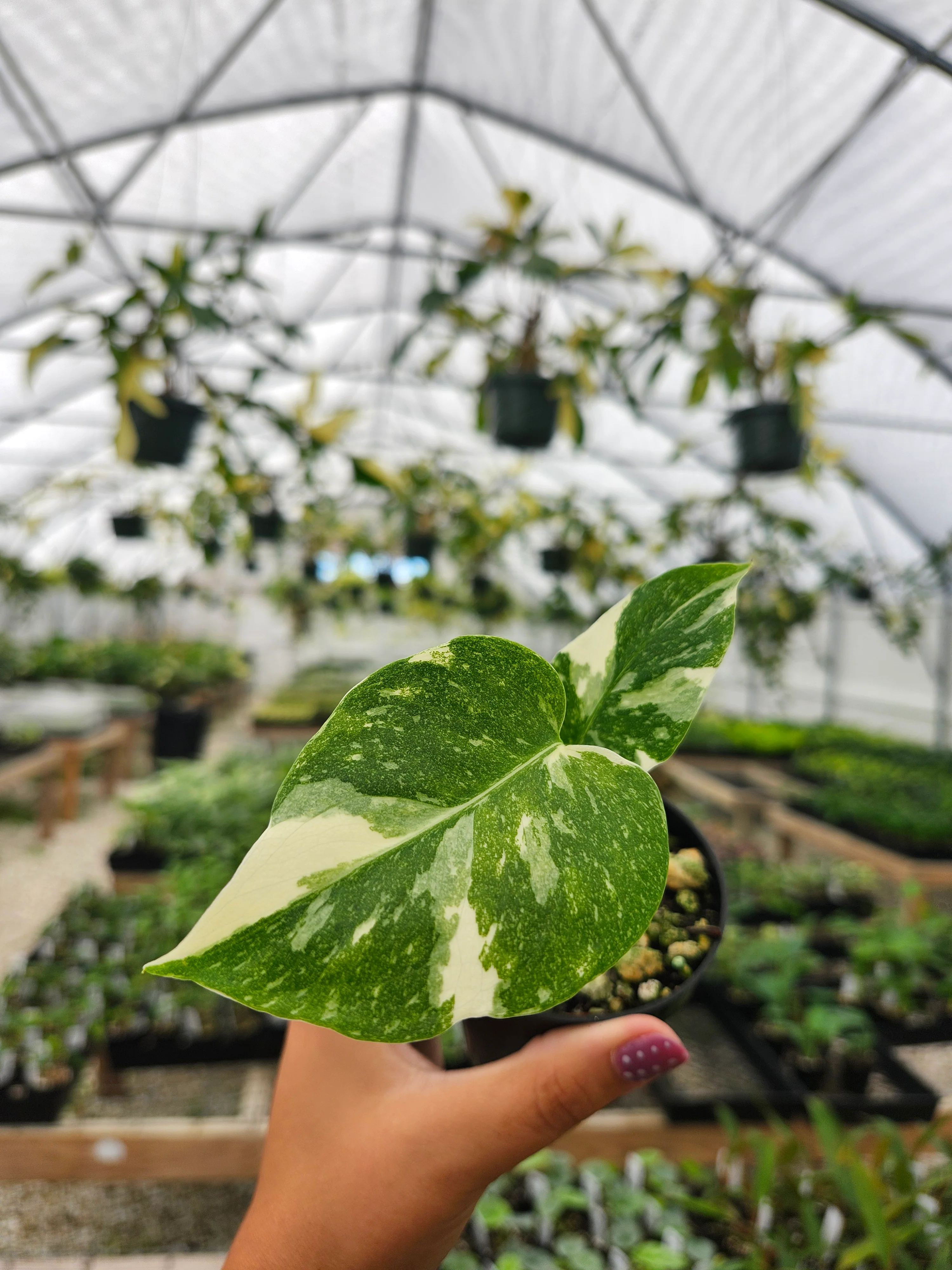 Monstera Thai Constellation (3in)- Growers Choice - Image 2